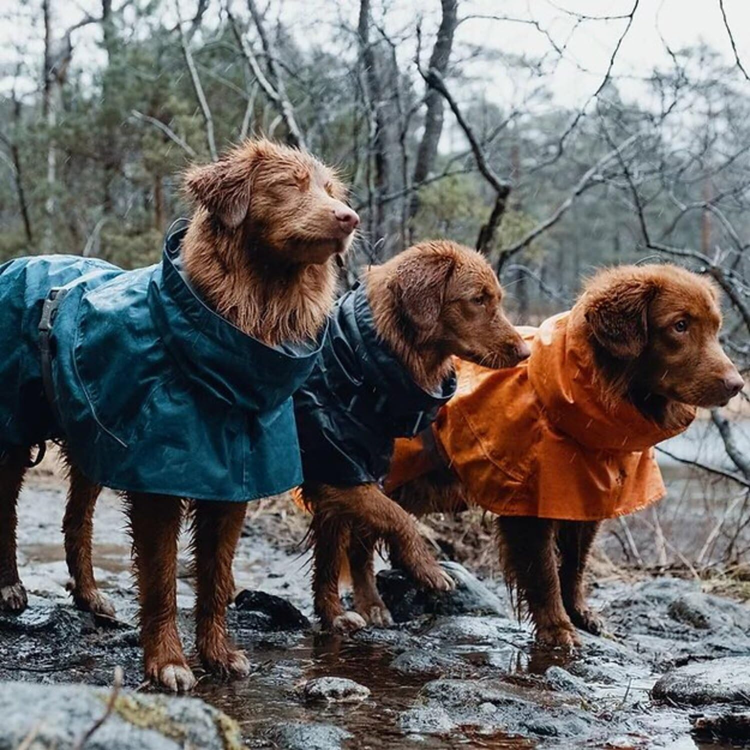 Hurtta Monsoon Coat, Dog Raincoat, Bilberry, 8 In