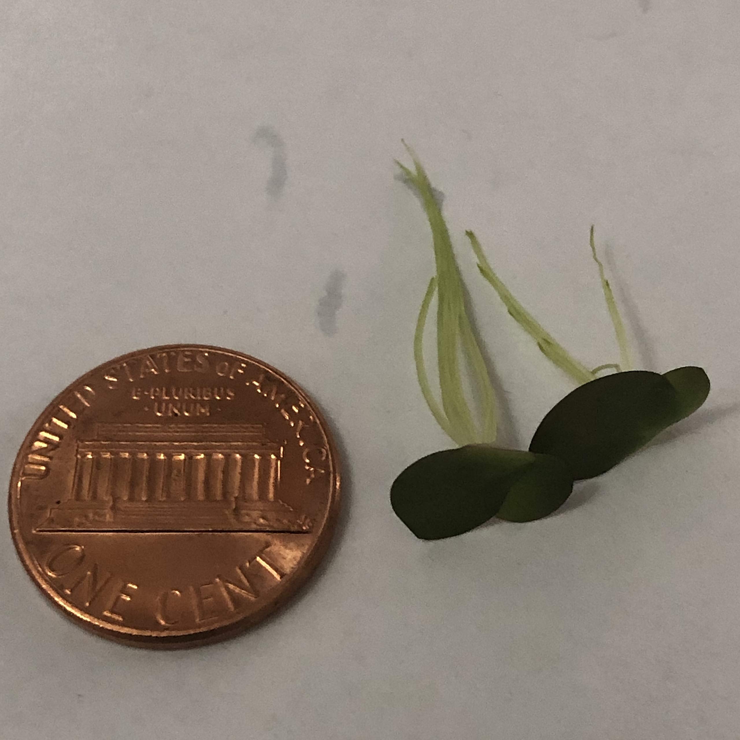 40+ Giant Duckweed (Spirodela Polyrhiza) Live Floating Plants For Aquarium Or Pond