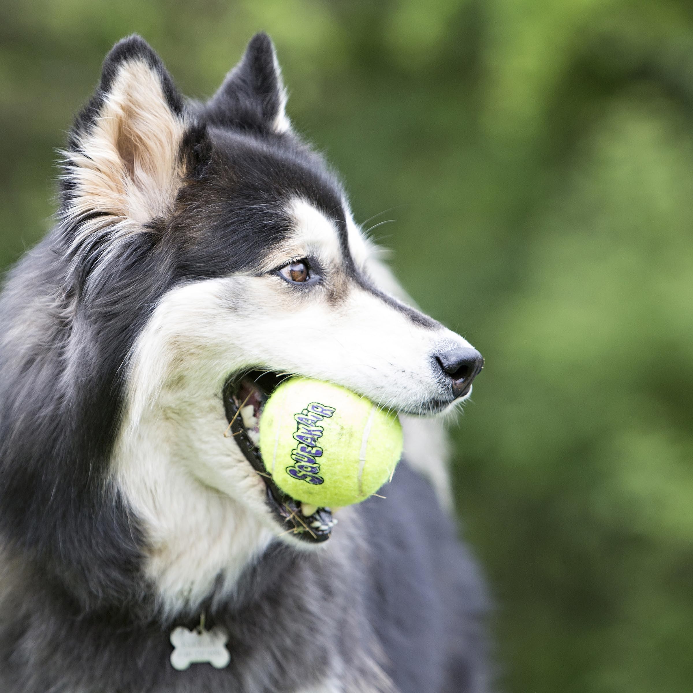 KONG Air Dog SqueakAir Dog Toy Tennis Balls, Medium (6 Pack)