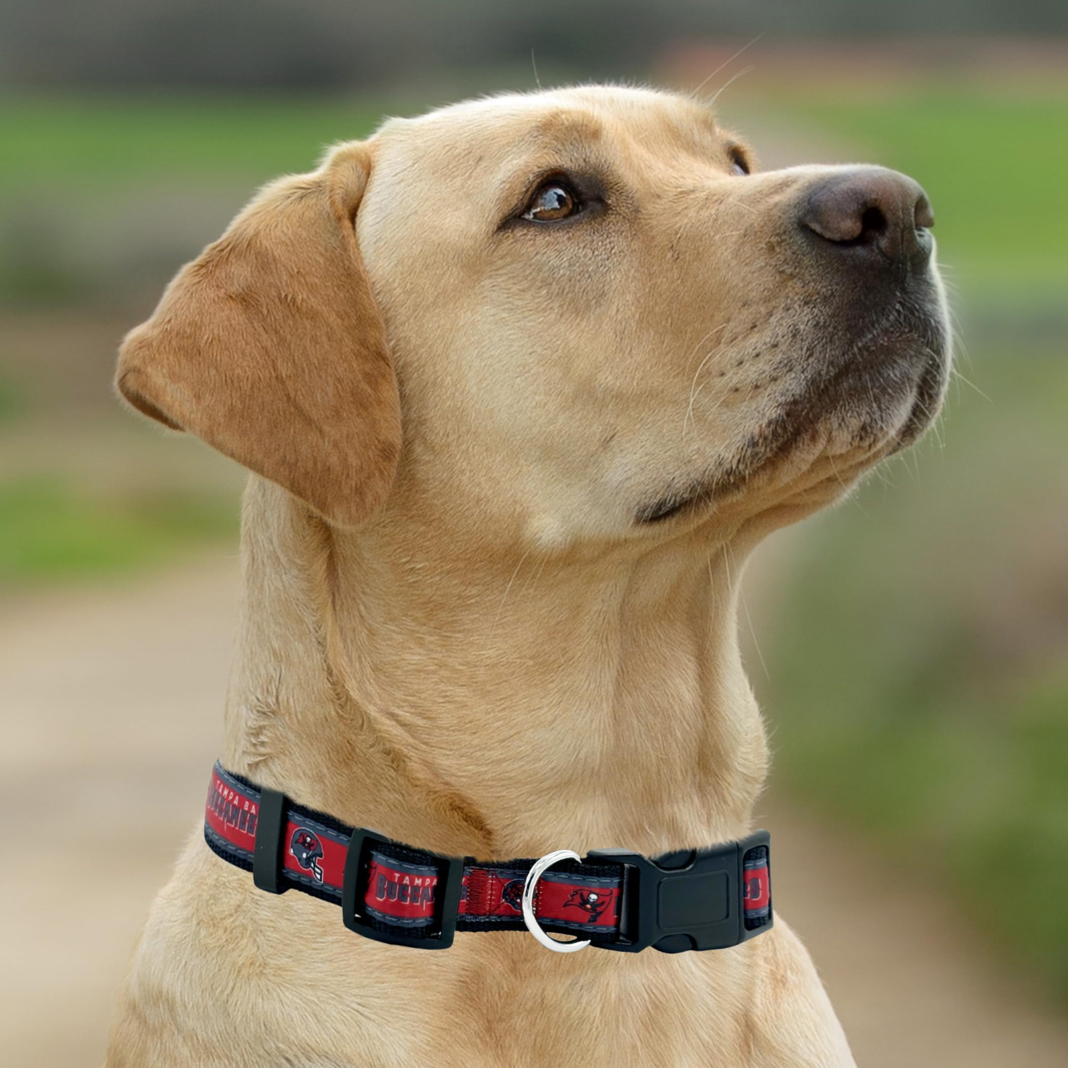 Pets First NFL Tampa Bay Buccaneers Licensed PET COLLAR, Small - Heavy-Duty, Strong, and Durable Dog Collar. Available in 31 Foo