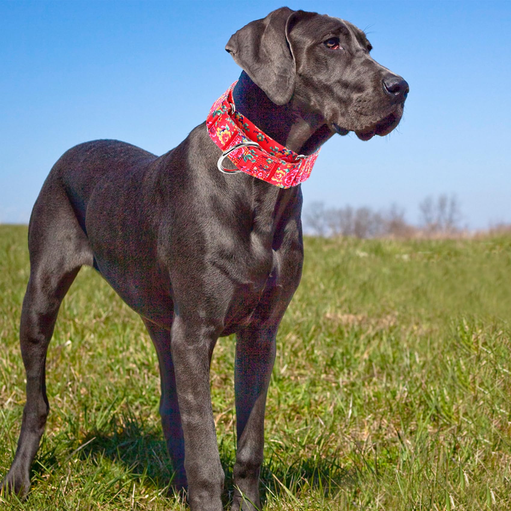Martingale Collar For Dogs 1.5 Inch Wide,Red Floral No Pull Heavy Duty Dog Collar For Medium Large Extra Large Dogs M