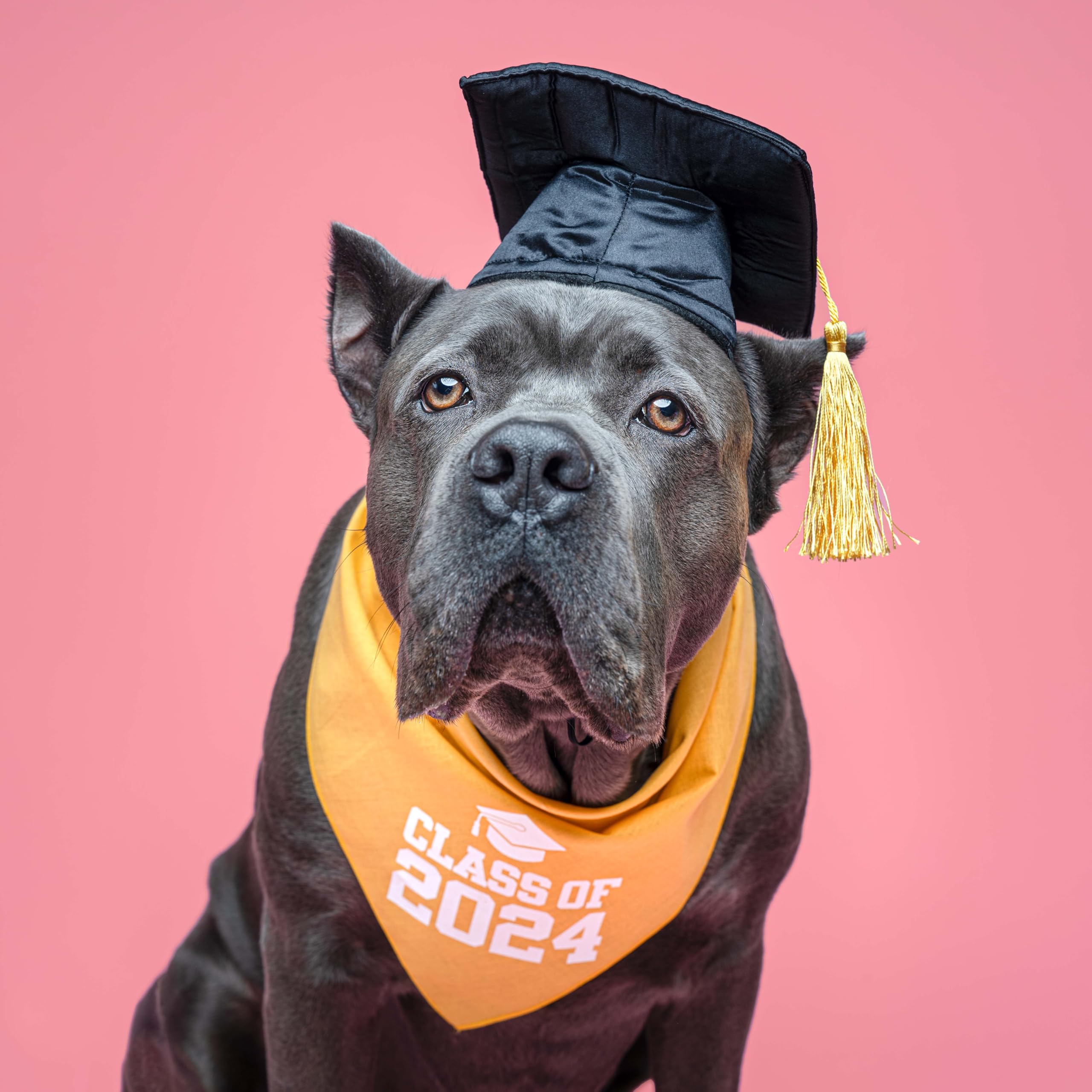 Class Of 2024 Dog Bandana | 100% Cotton Triangle | School Graduation Ceremony Party | Mom Dad Graduating Prop | 643 Gold, One Si