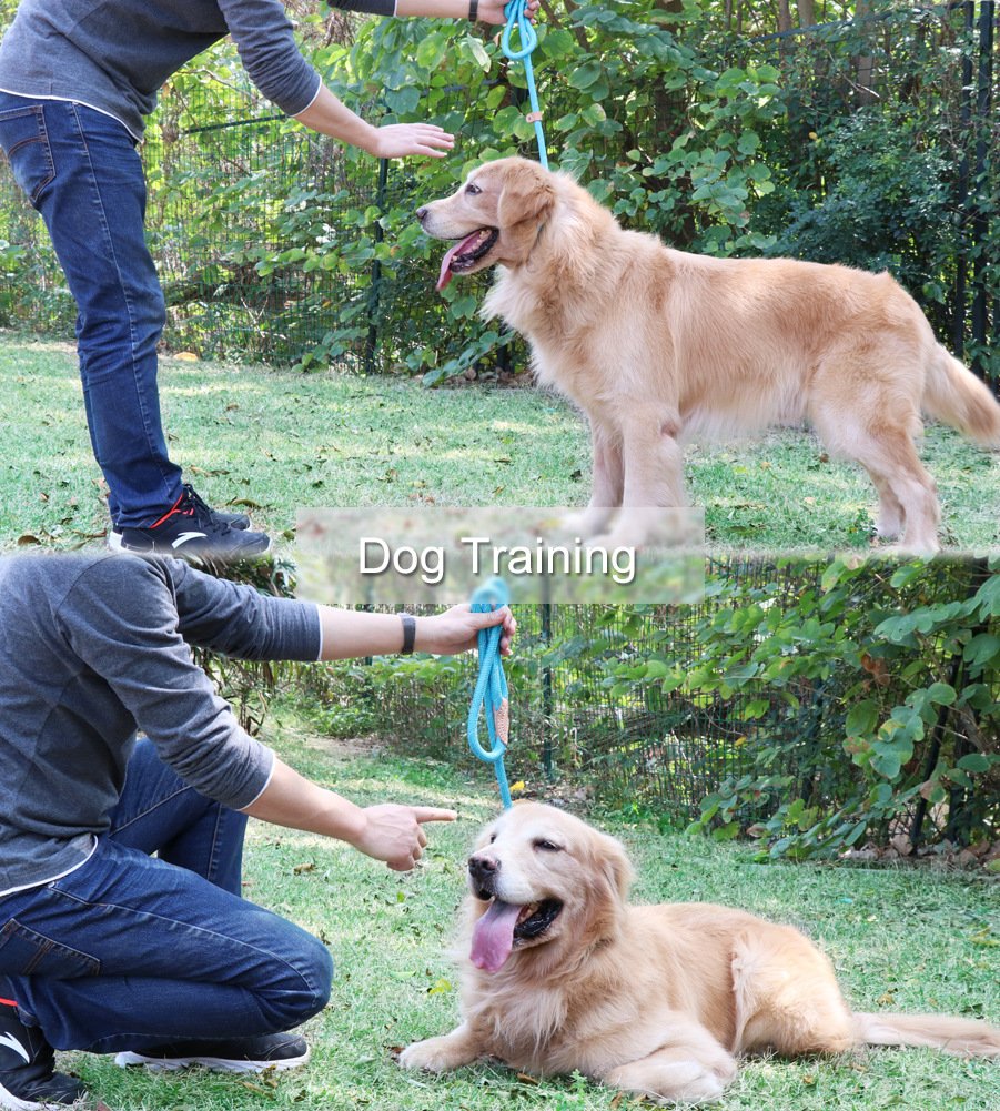 Grand Line Slip Lead Dog Leash, 5Ft Reflective Slip Rope, Puppy Training Walking Controlling Lead, Slip Collar Pet Leash For Small, Medium, Large Dogs (Blue, Large-3/5In X 5Ft)