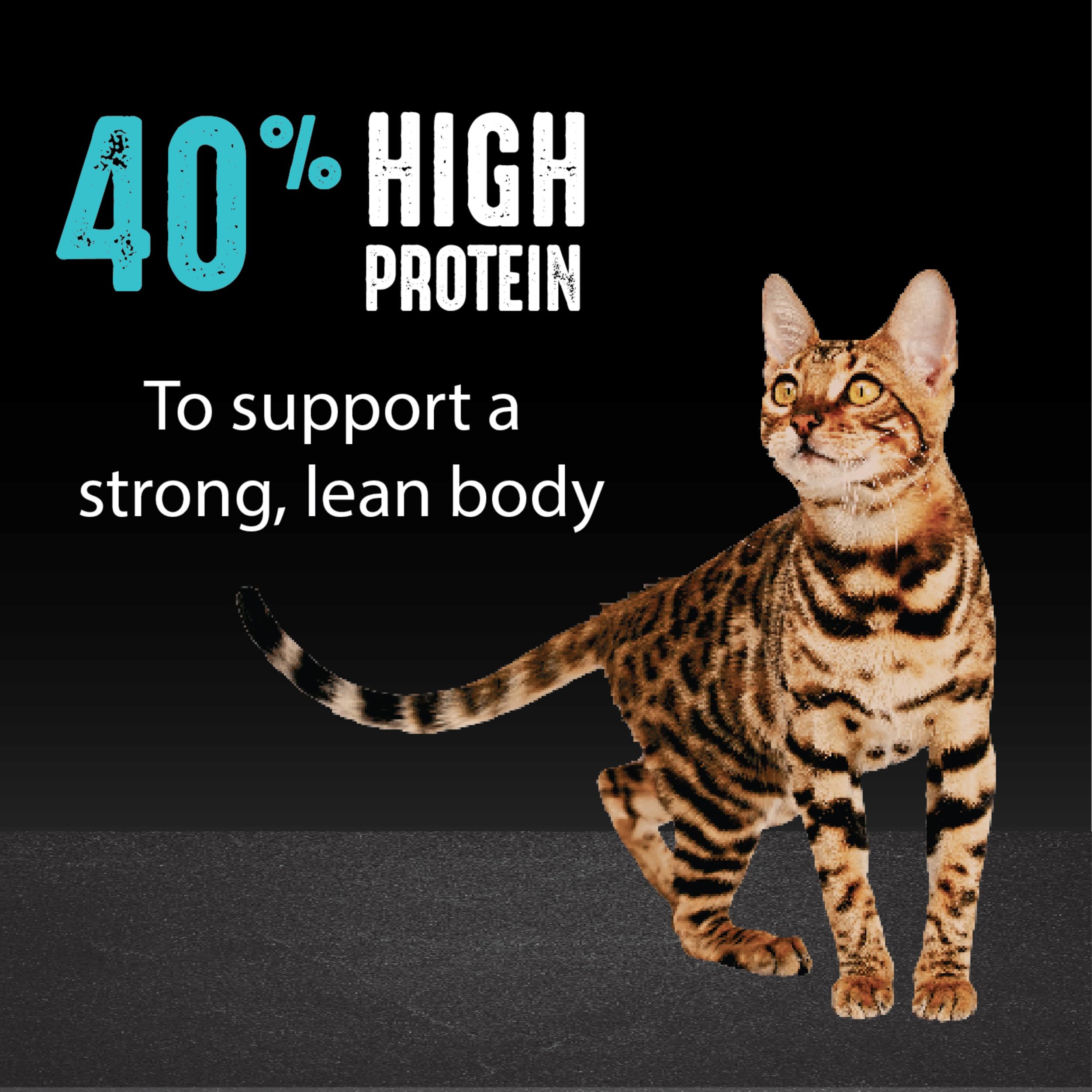 CRAVE Grain Free Adult High Protein Natural Dry Cat Food with Protein from Salmon & Ocean Fish, 10 lb. Bag