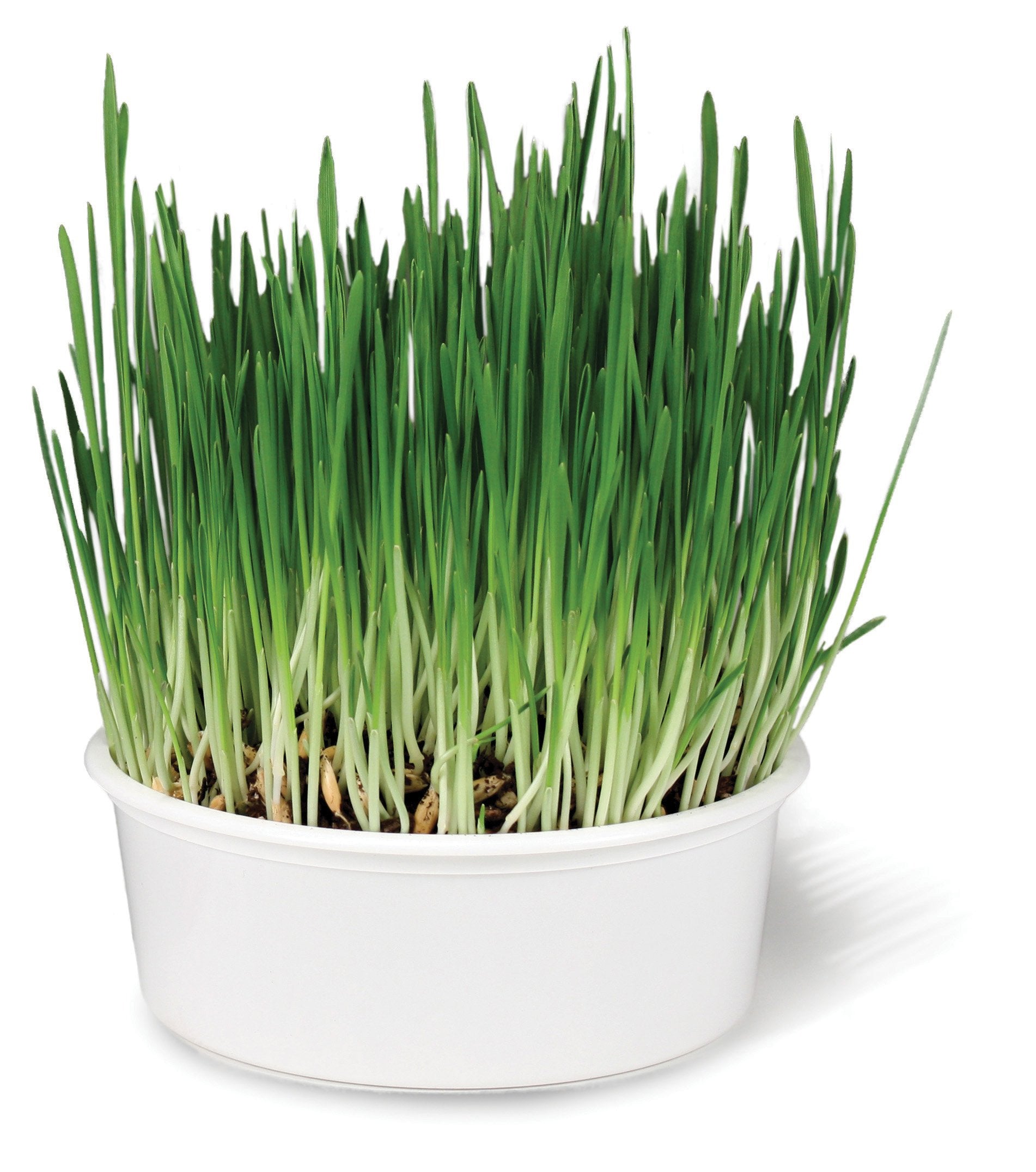 SmartyKat Sweet Greens Cat Grass Seed Grow Kit - 1 Ounce