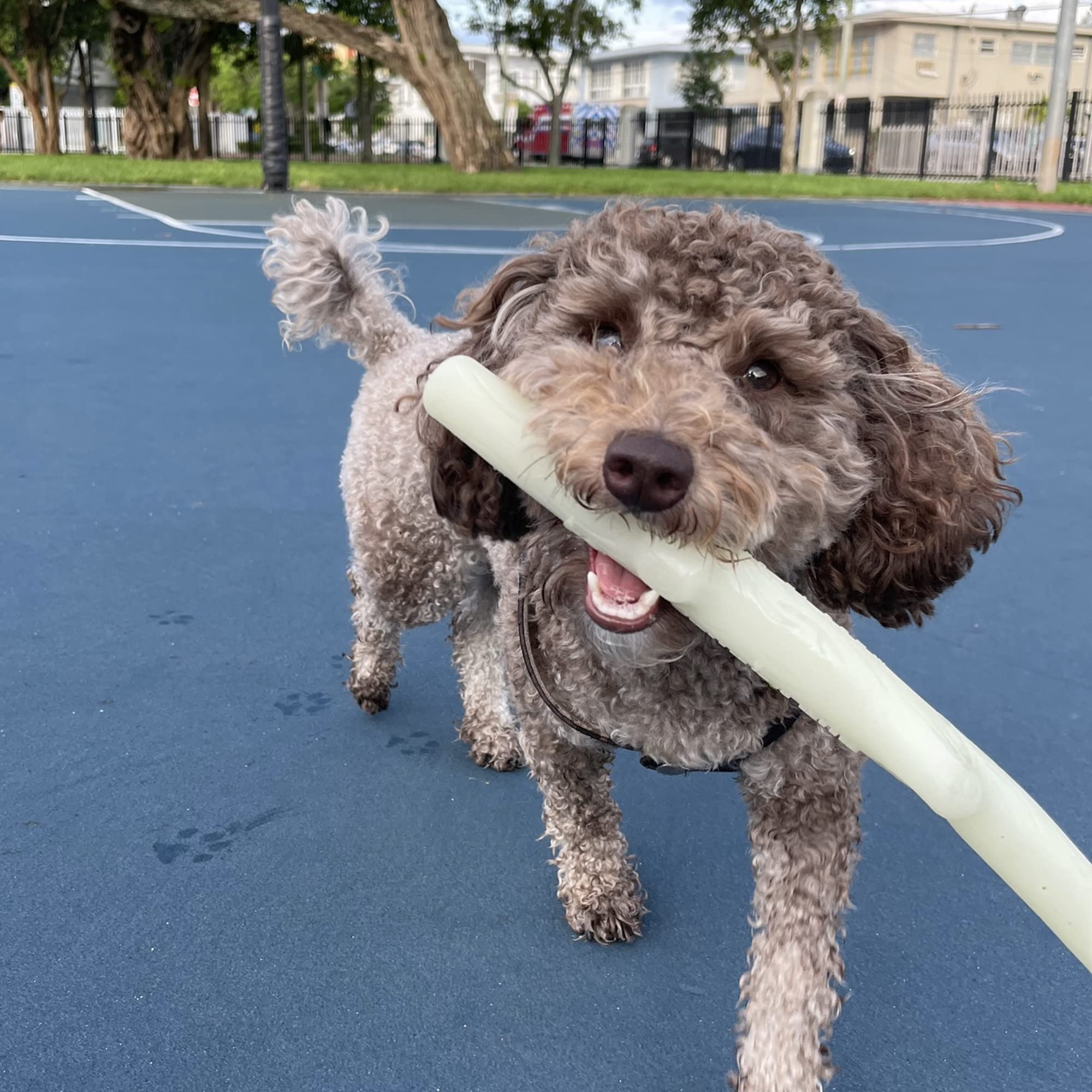 Spunky Pup Glow In The Dark Stick Dog Toy Non-Toxic Waterproof Dental Texture For Teeth And Gums