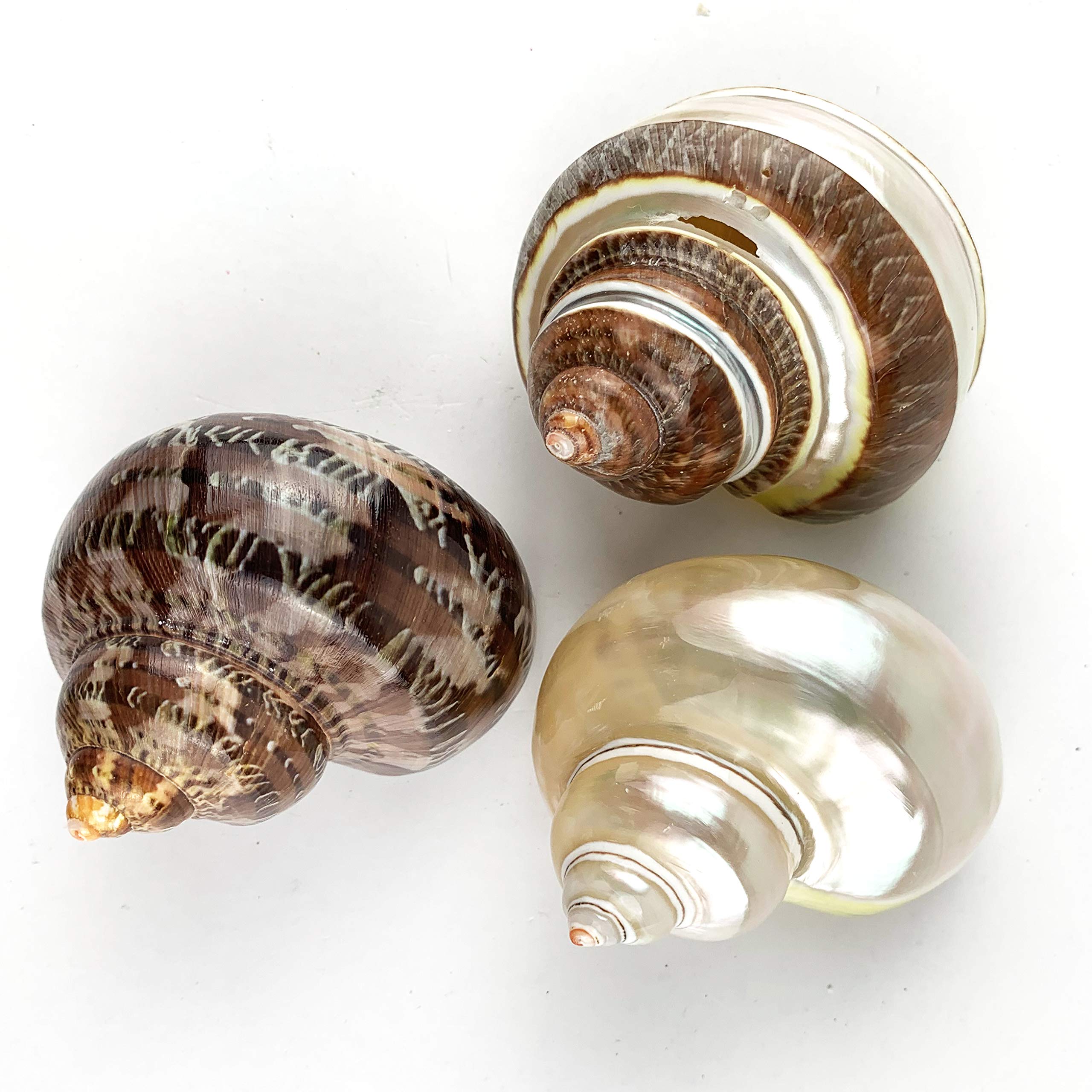 Worlds 3Pc Large Mix Hermit Crab Shells&Turbo Shells 2''-2-3/4''Inch