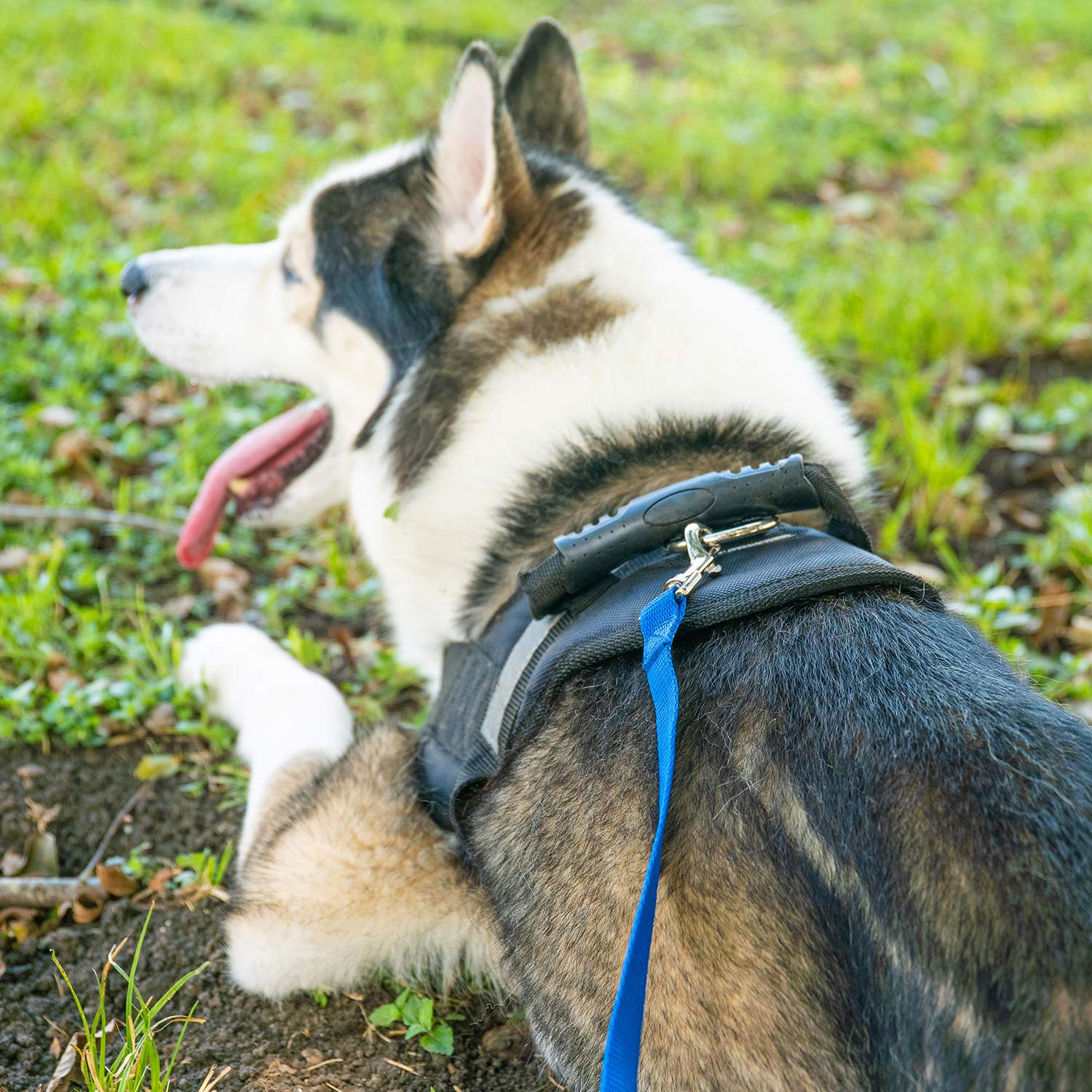 Hi Kiss Dog/Puppy Obedience Recall Training Agility Lead - 15Ft 20Ft 30Ft 50Ft 100Ft Training Leash - Great For Training, Play,