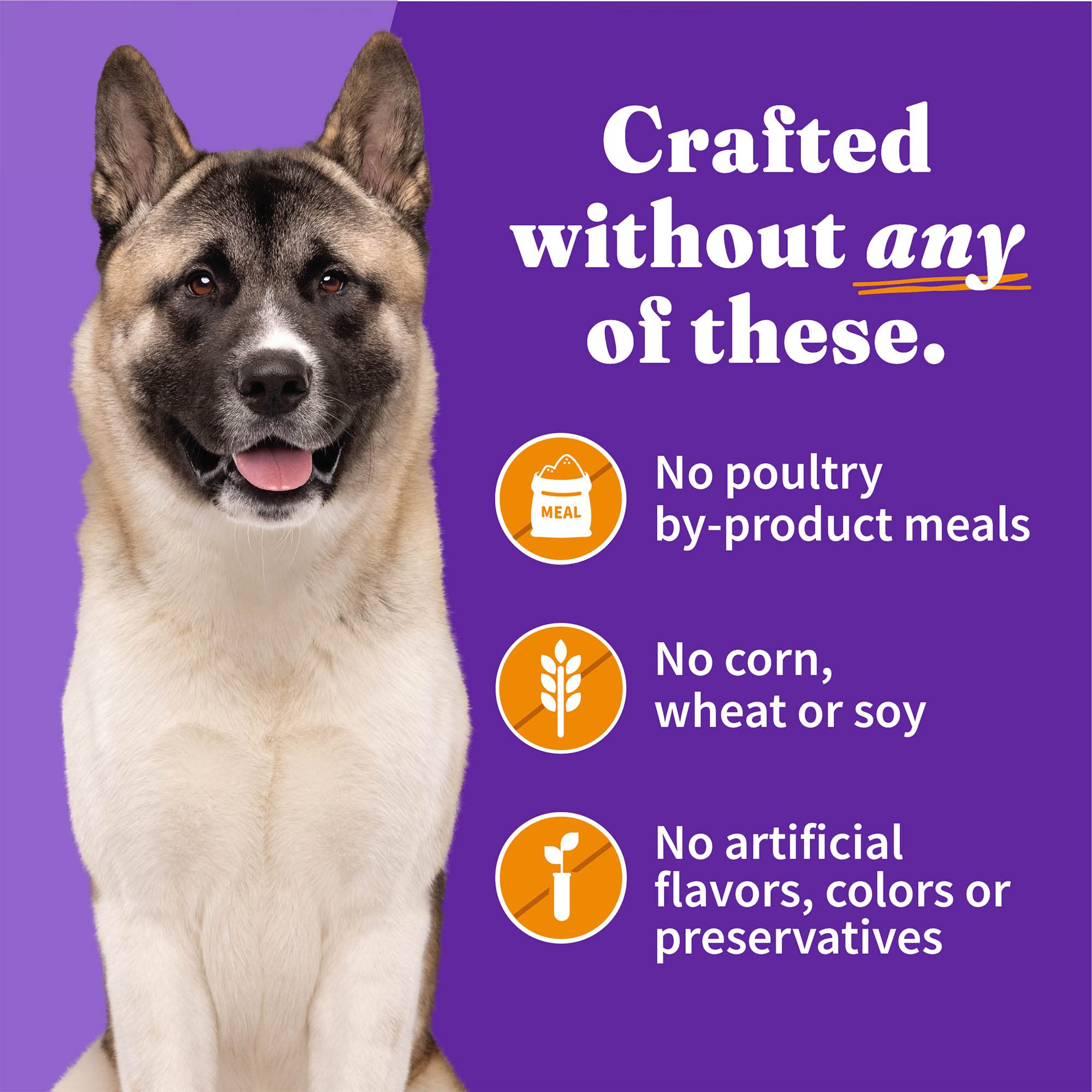 Halo Senior Dog Wet Food, Chicken Recipe, Great as Nutritious Meals or Healthy Dog Food Toppers, 13.2 oz Can (Pack of 6)
