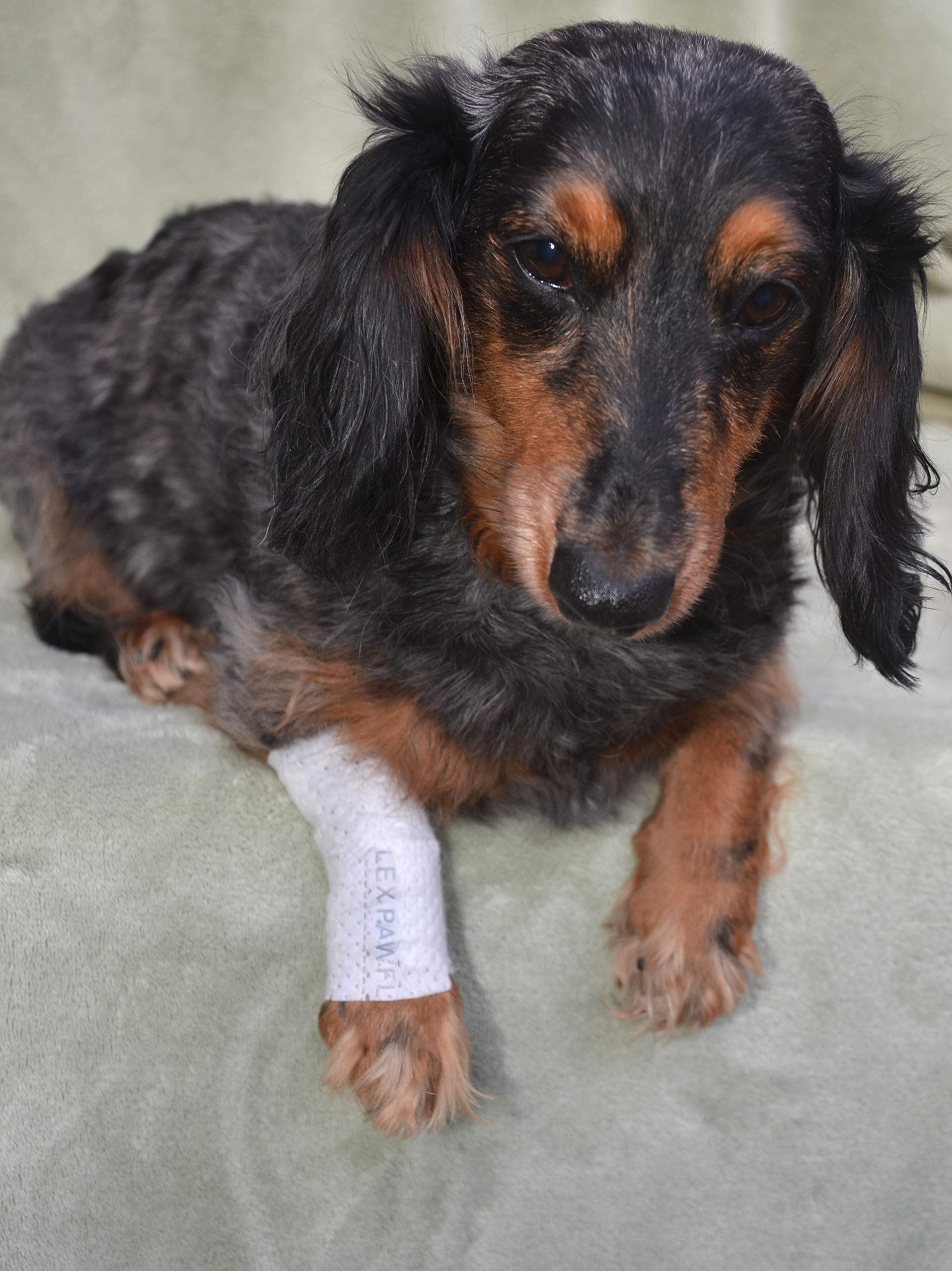 PawFlex Protective Sleeve Tubular Cover - Bandages - for Dogs Cats and Other Pets First Aid Wound Care Comfortable Non-Adhesive