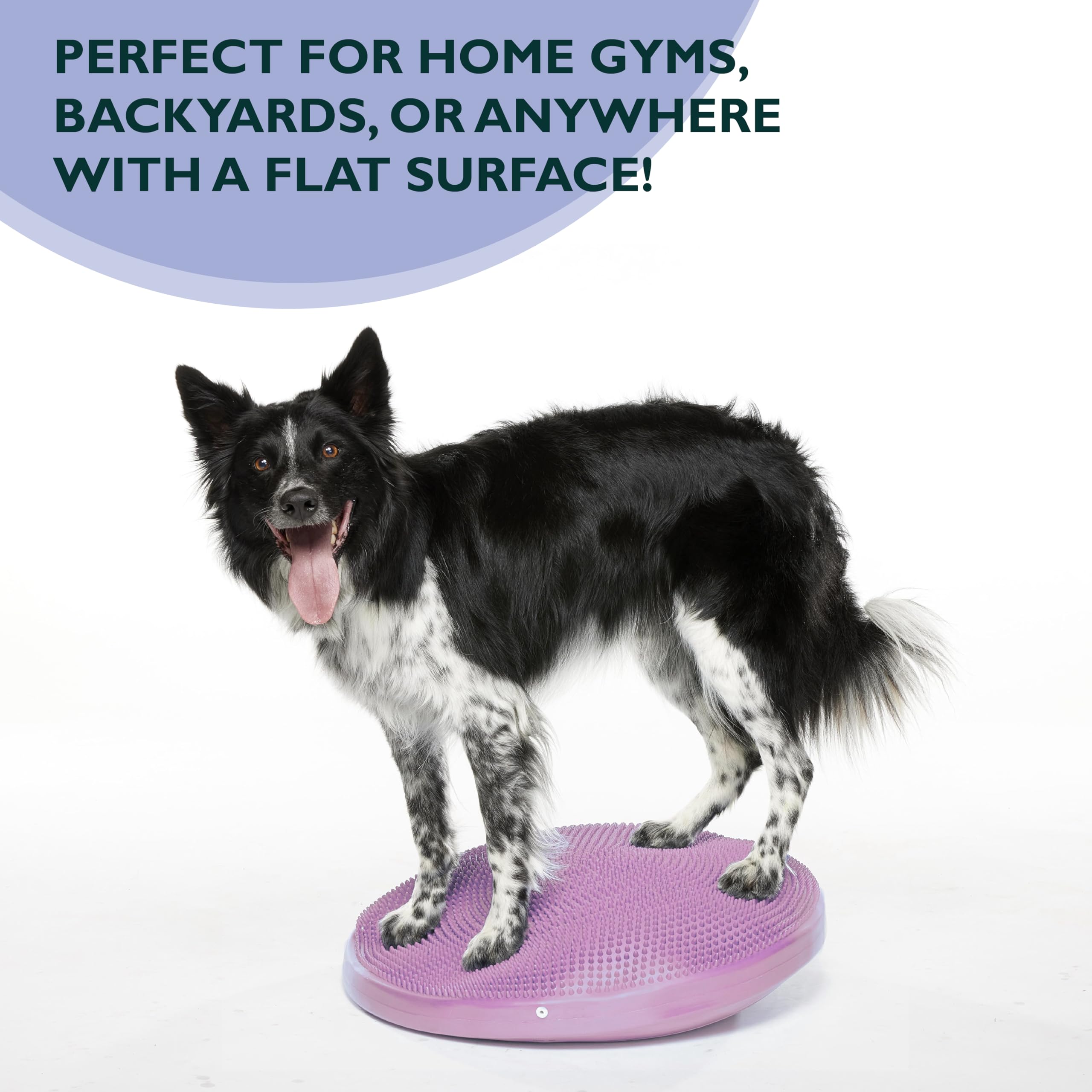Fitpaws® Dog Balance Disc – 22”, Razzleberry | Dog Exercise Equipment | Workout Tool For Strength, Core, Stability & Rehabilitation