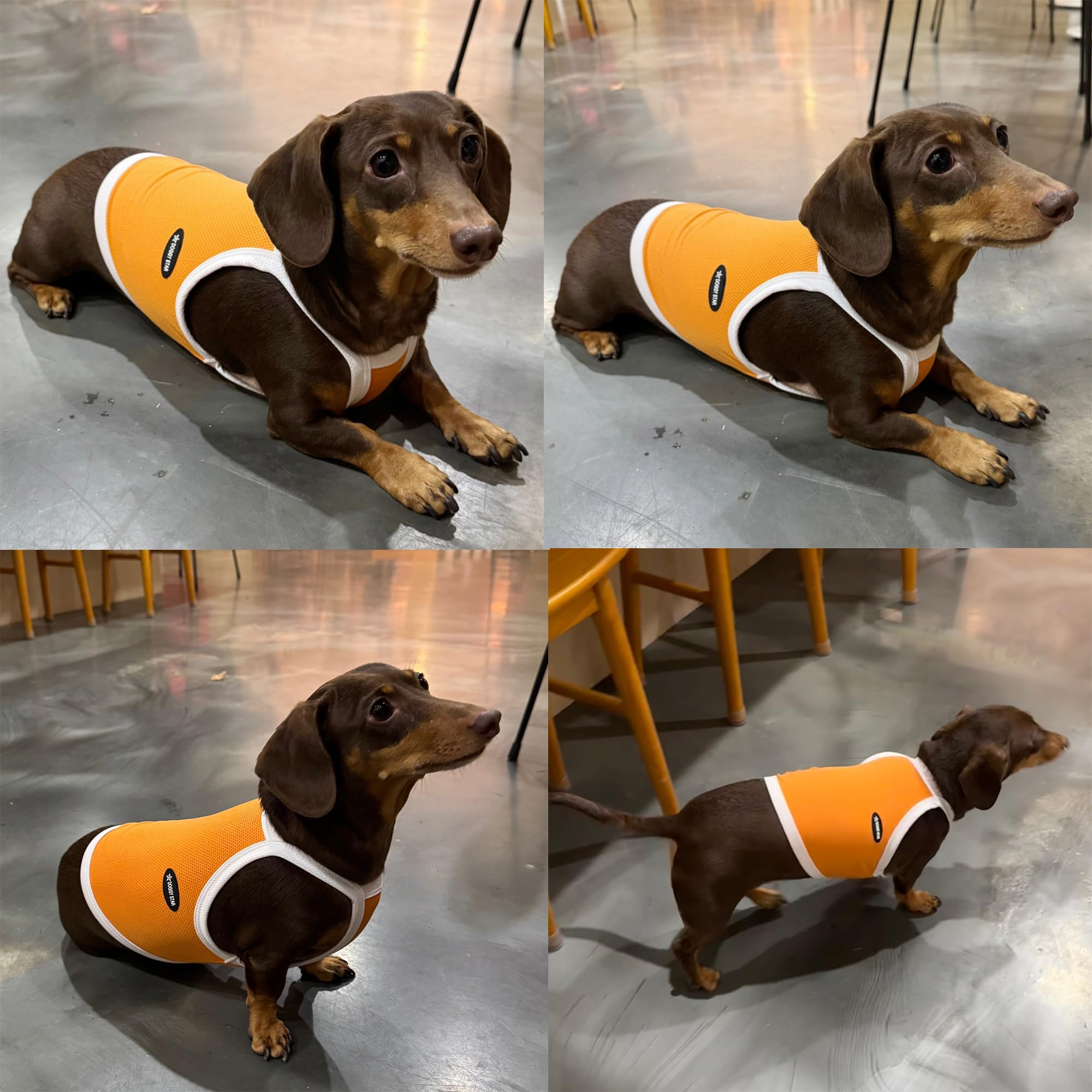 D Doggy Star Dachshund Clothes Spring Summer Cooling String T Shirt Crop Top For Dogs (Xl,Camisole Orange)