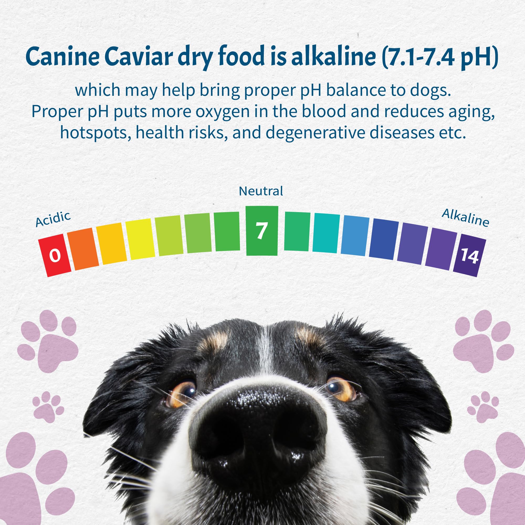 Canine Caviar - Leaping Spirit: Venison & Pearl Millet Alkaline Dry Dog Food, Limited Ingredients, Gluten-Free, Based on Science