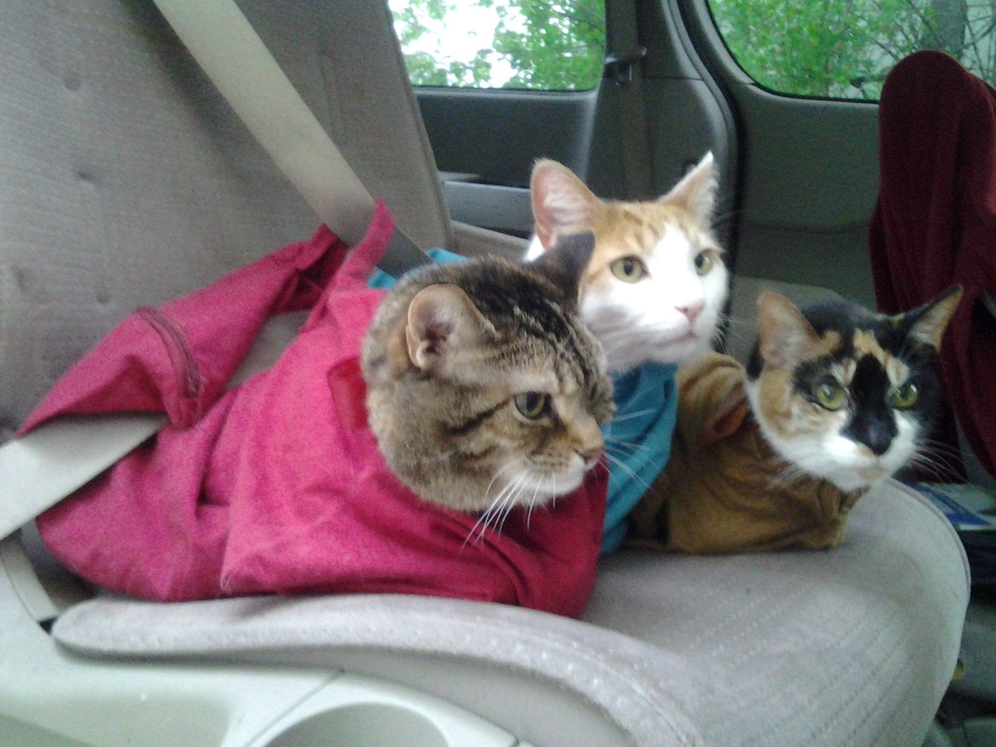 Cat-in-the-Bag Cozy Comfort Carrier - Small Lavender Cat Carrier Soft, Cat Restraint Bag and Cat Sling Carrier for Grooming, Vet
