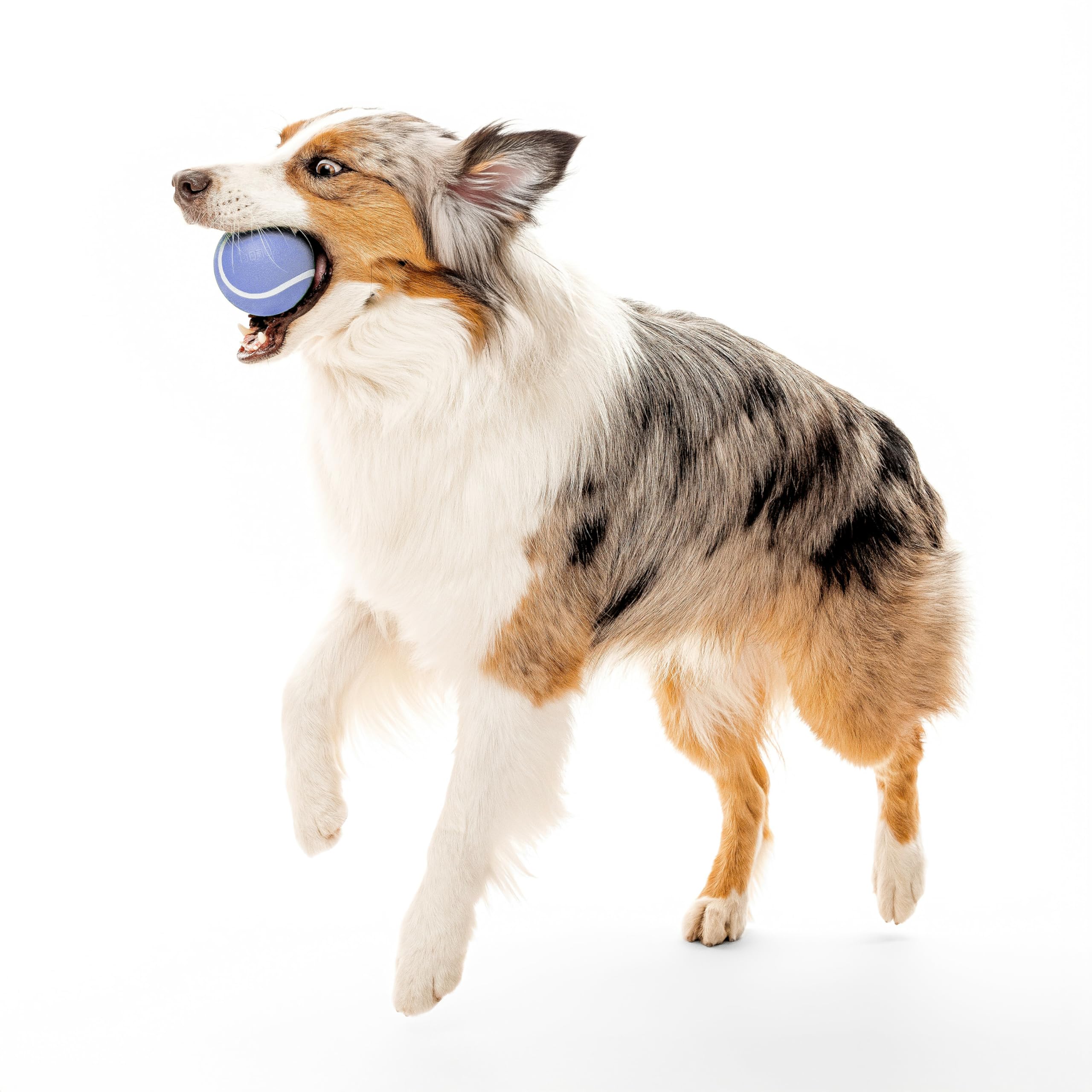 Playology Dog Toys | Squeaky Chew Ball - Bouncy Durable Floating Fetch Ball for Dogs | Jumbo Blueberry Scented Toy - Easy to Cle
