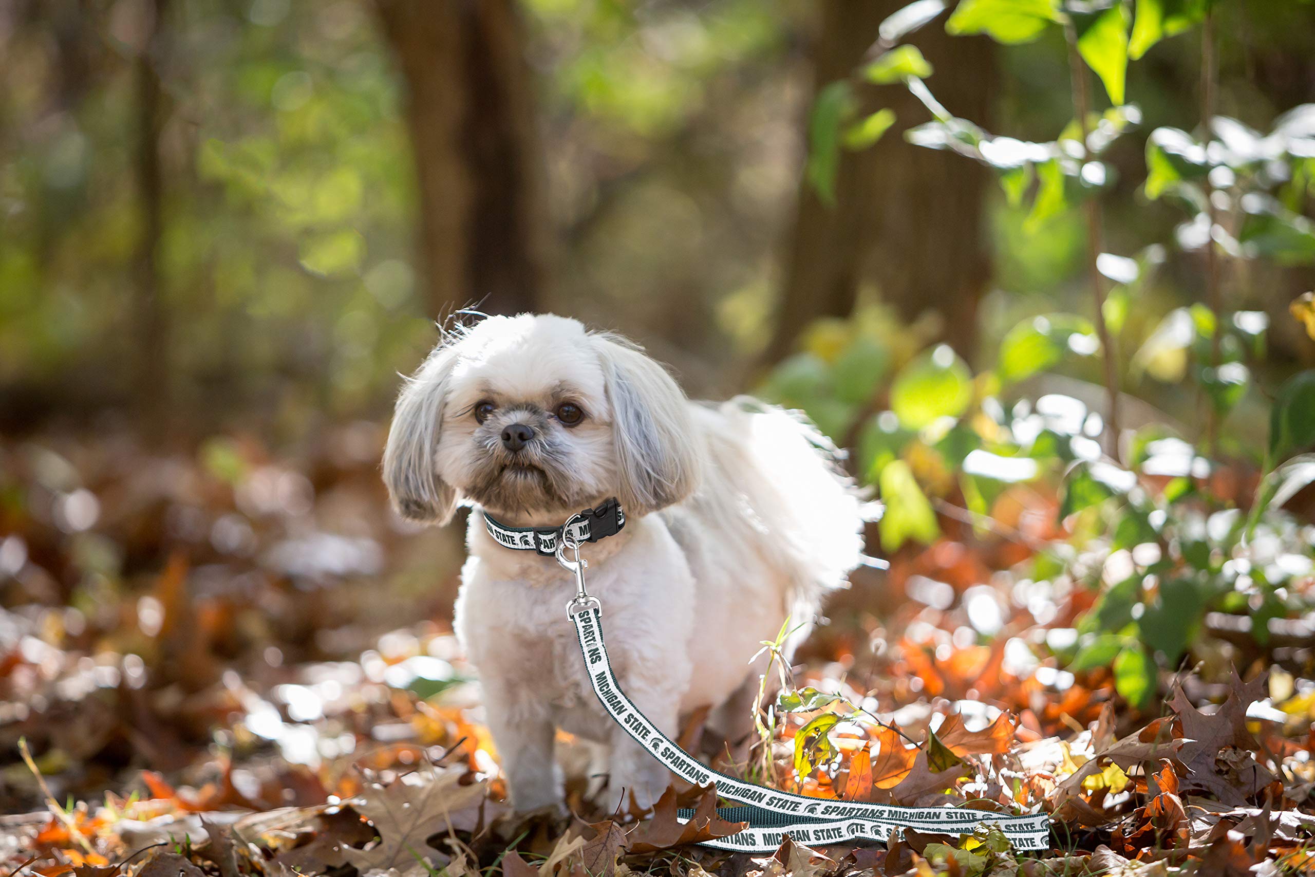 NCAA PET Leash, Large, Michigan State Spartans, Dog Leash, Shiny & Colorful Leash for Dogs & Cats Licensed by The NCAA
