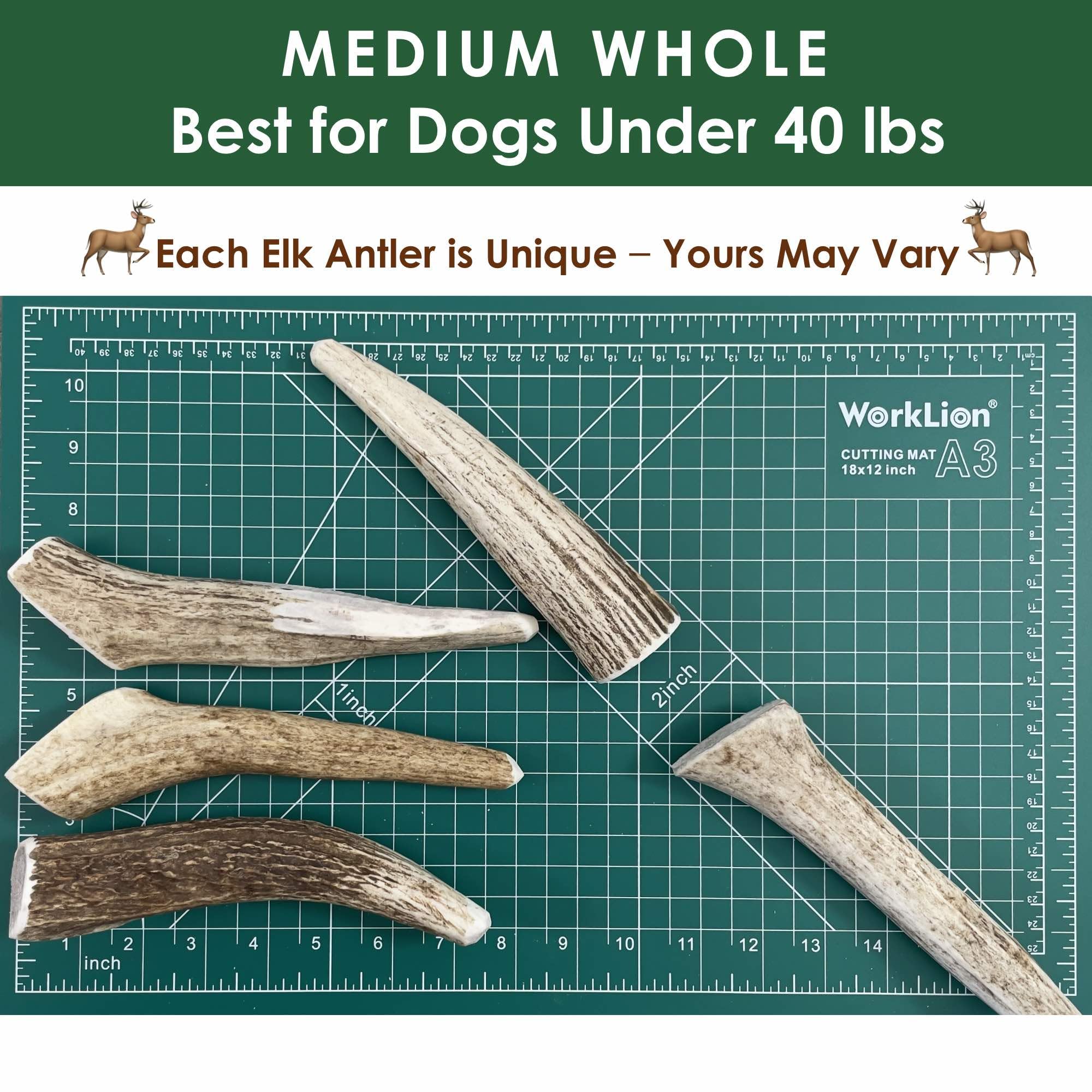 Deluxe Naturals 6-Pack Medium Whole Elk Antler Dog Chews (5.5 to 8+ in) - Long Lasting Natural Dog Bones for Small & Medium Dogs
