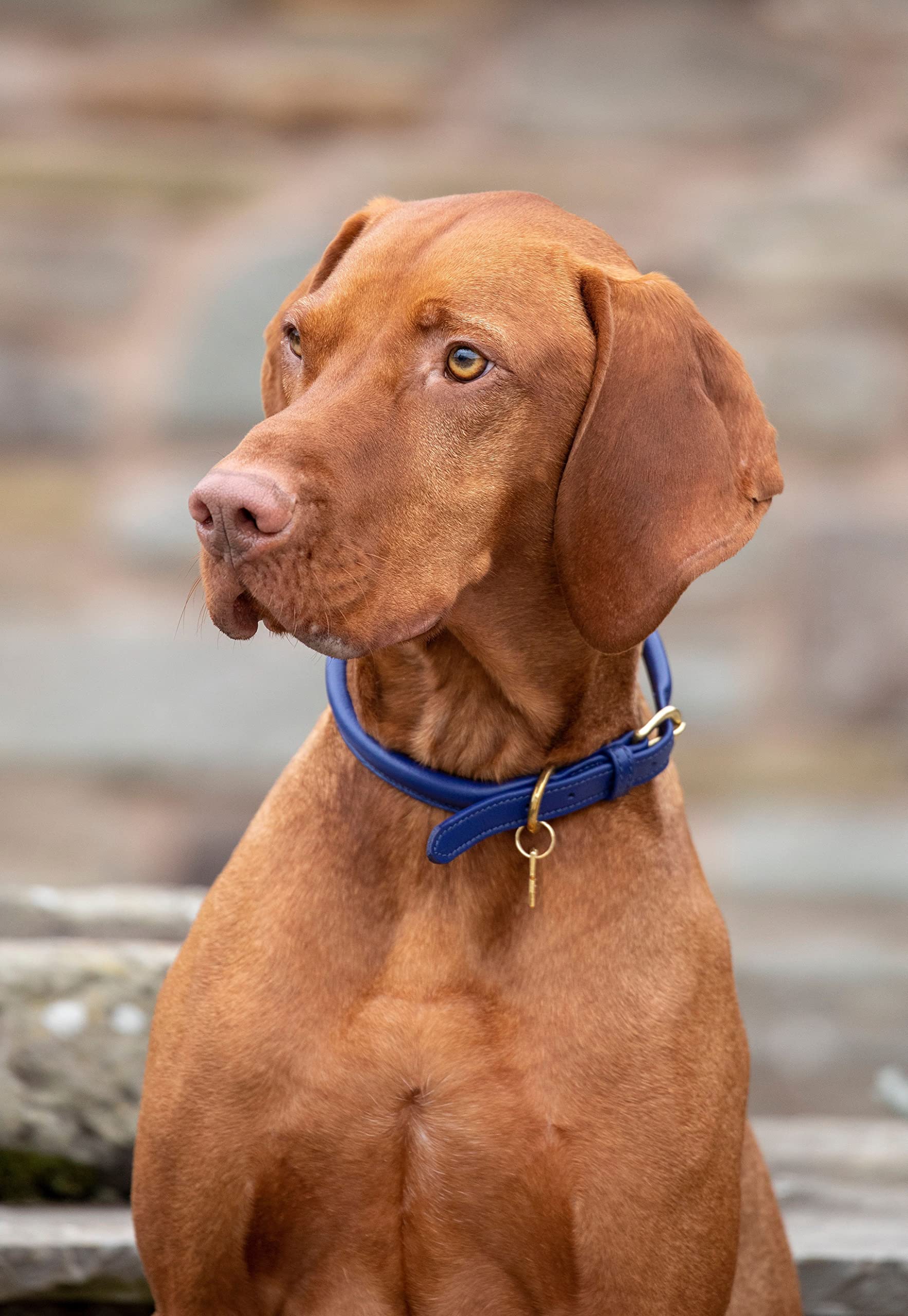 Digby & Fox Rolled Leather Dog Collar (X-Small, Brown)