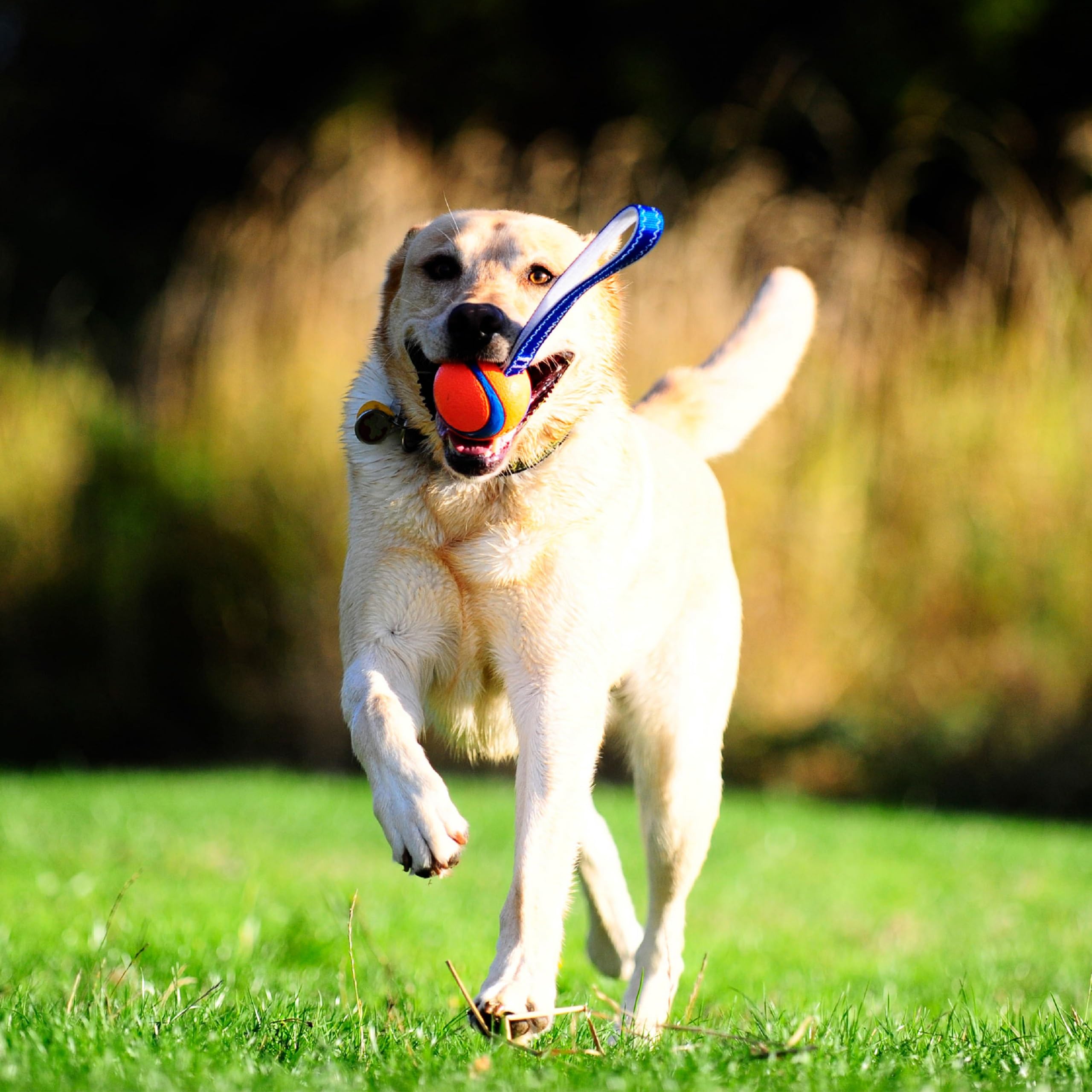 Chuckit! Ultra Tug Dog Toy - Medium Rubber Fetch Ball for Dogs 20-60 lbs - Blue/Orange - Model 231201