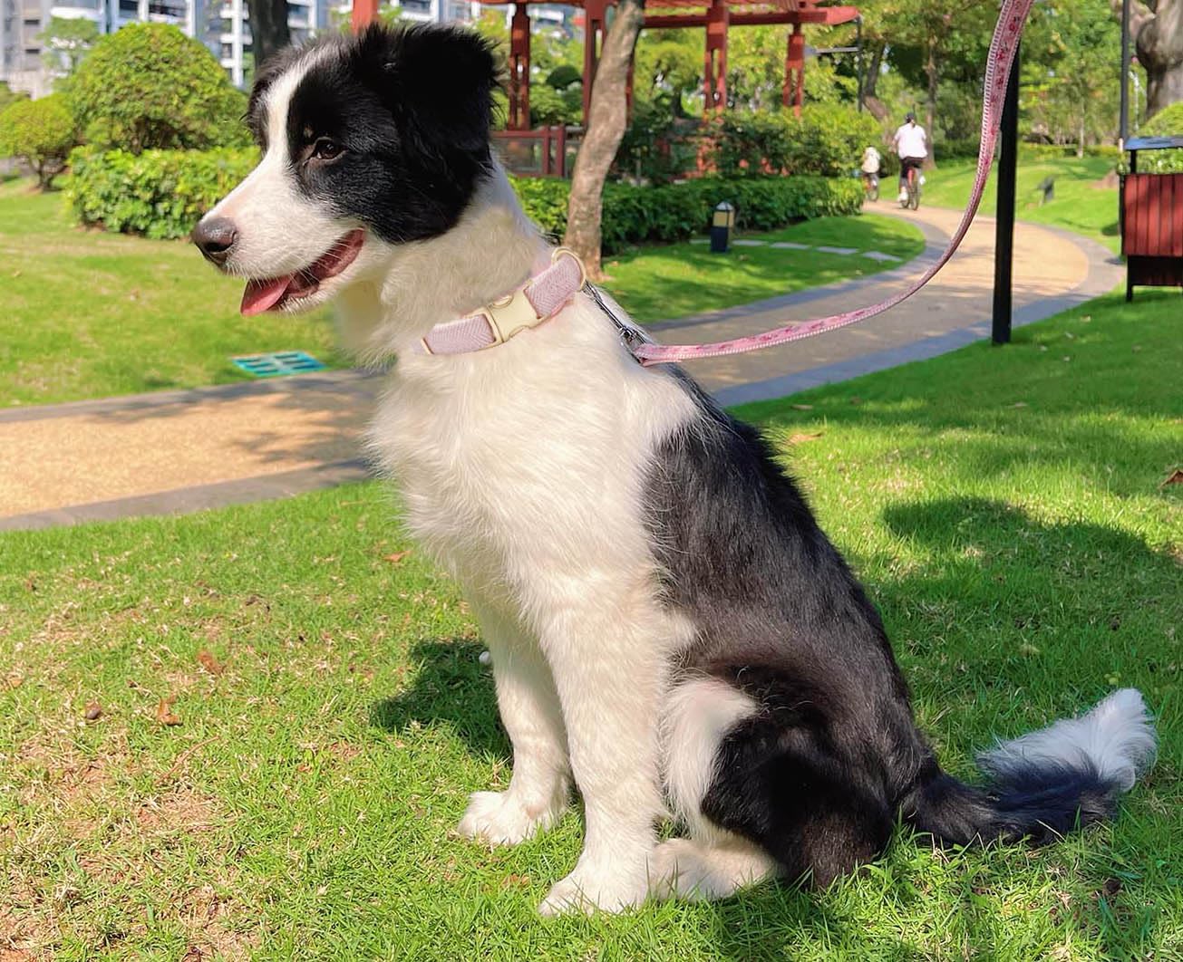 YUDOTE Soft Cotton Hemp Dog Collar with Metal Buckle Adjustable Tweed Dog Collars for Female Small Medium Large Dogs(Pink,Small)