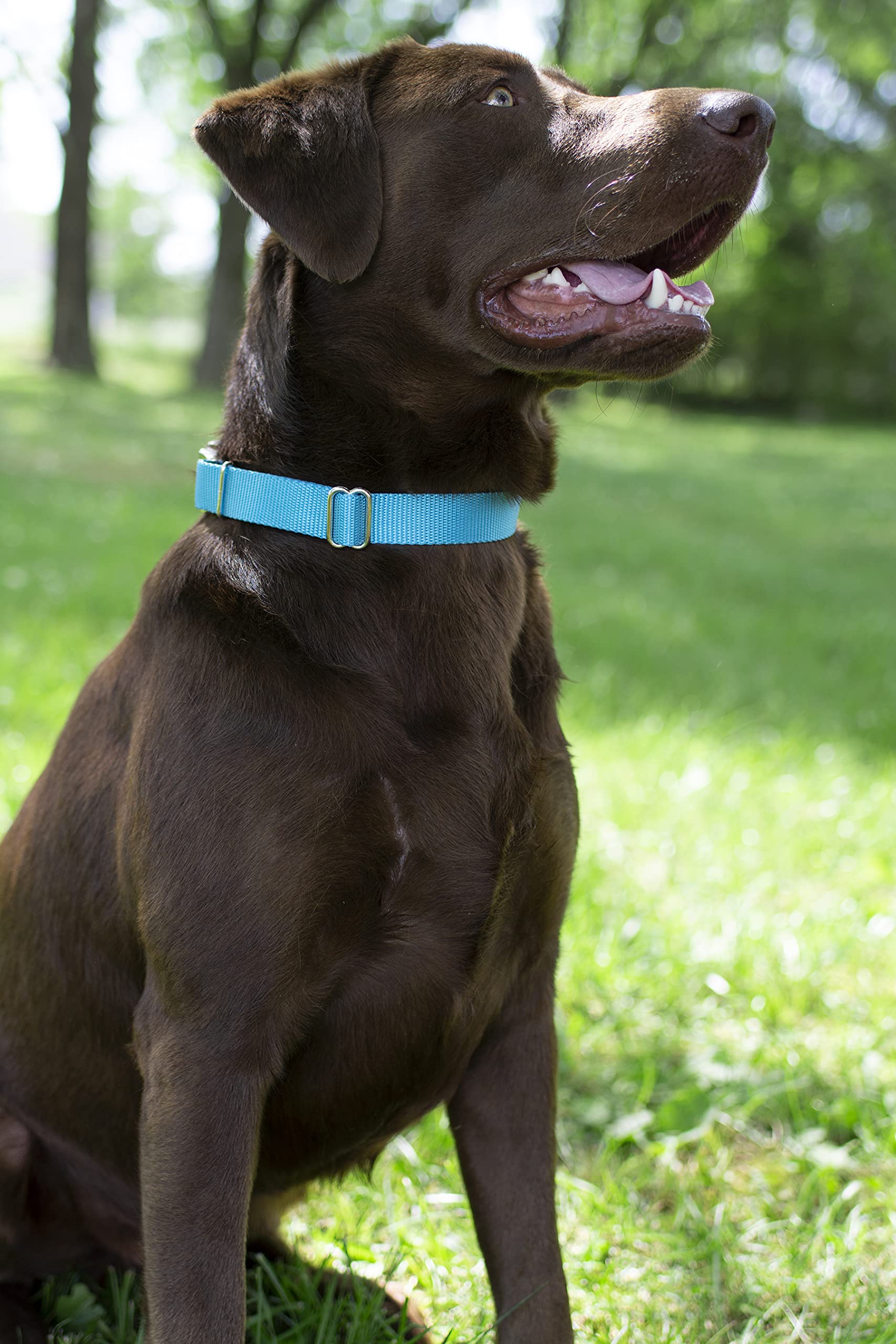 Country Brook Design - Ice Blue Martingale Heavy Duty Nylon Dog Collar - 21 Vibrant Color Options (3/4 Inch Width, Small)