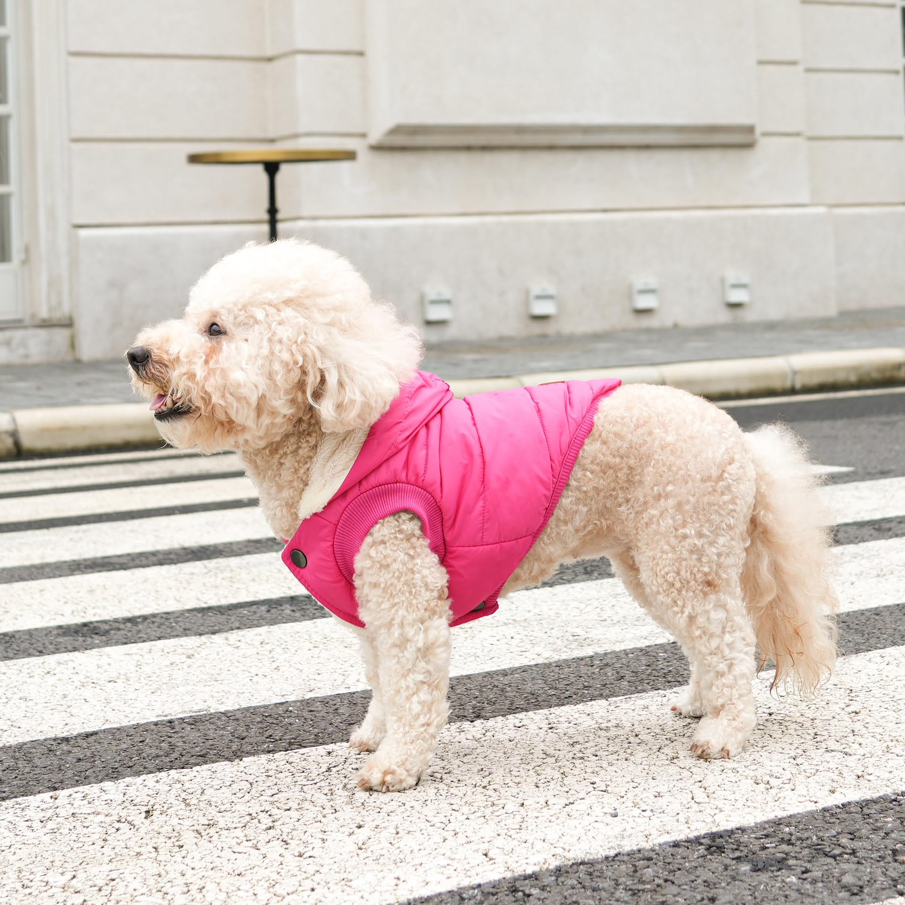 Vecomfy Fleece Lining Extra Warm Dog Hoodie In Winter,Small Dog Jacket Puppy Coats With Hooded Pink S