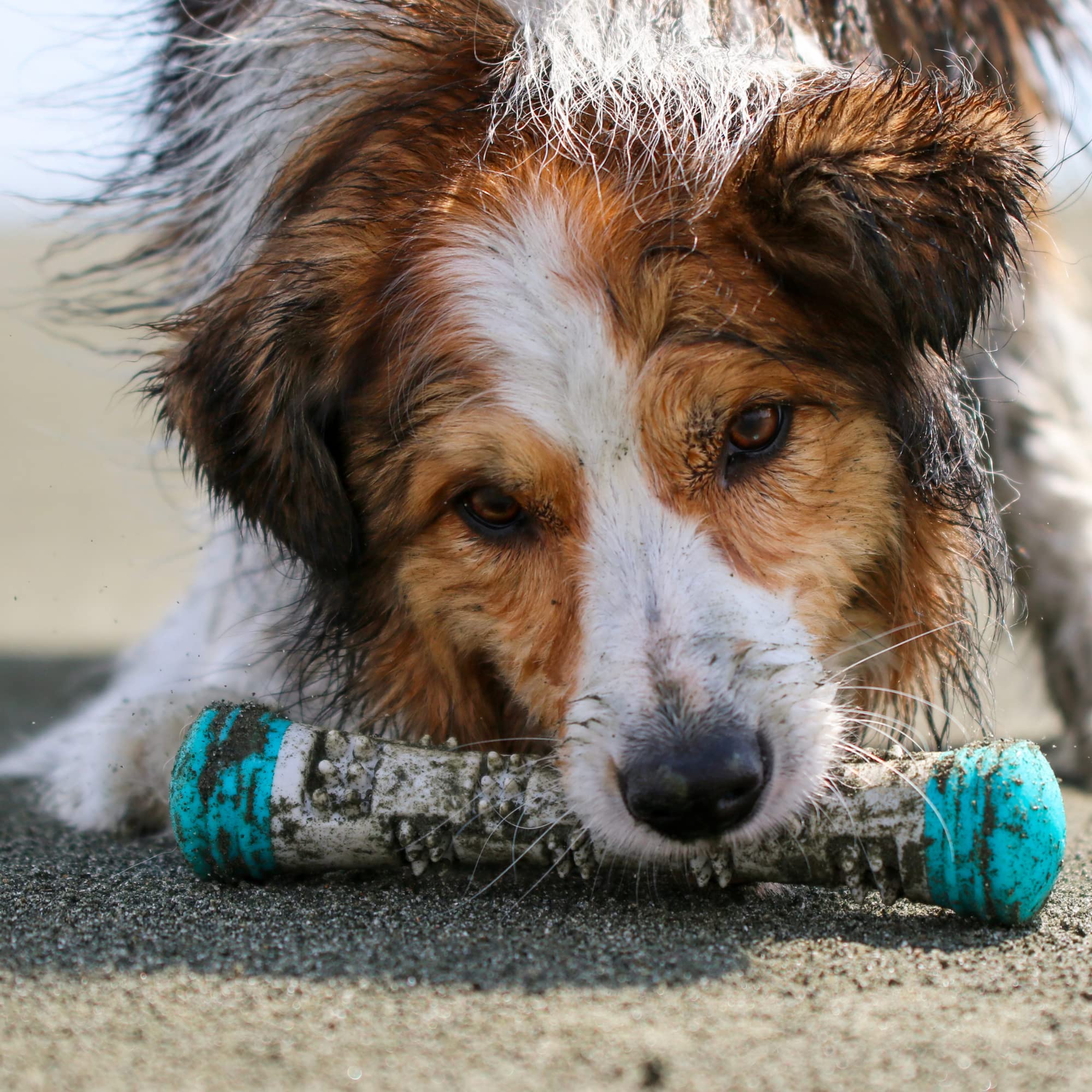 Messy Mutts Totally Pooched Chew n' Squeak Stick | Small 8.5    Durable TPR Dog Toy with Squeaker | Made for Chewers | Tough Fet