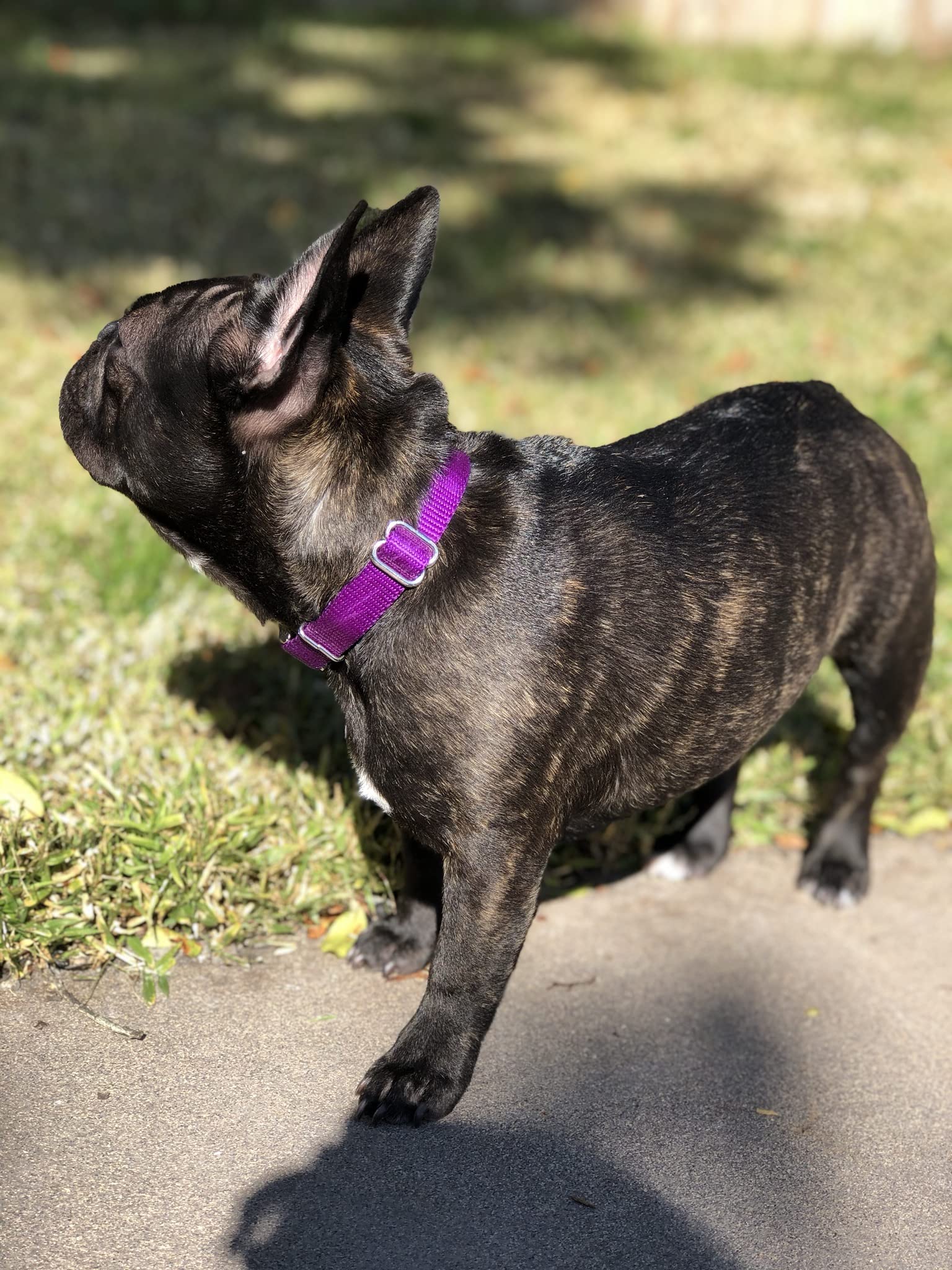 Country Brook Design - Vibrant 30+ Color Selection - Premium Nylon Dog Collar With Metal Buckle (Extra Large, 1 Inch, Purple)