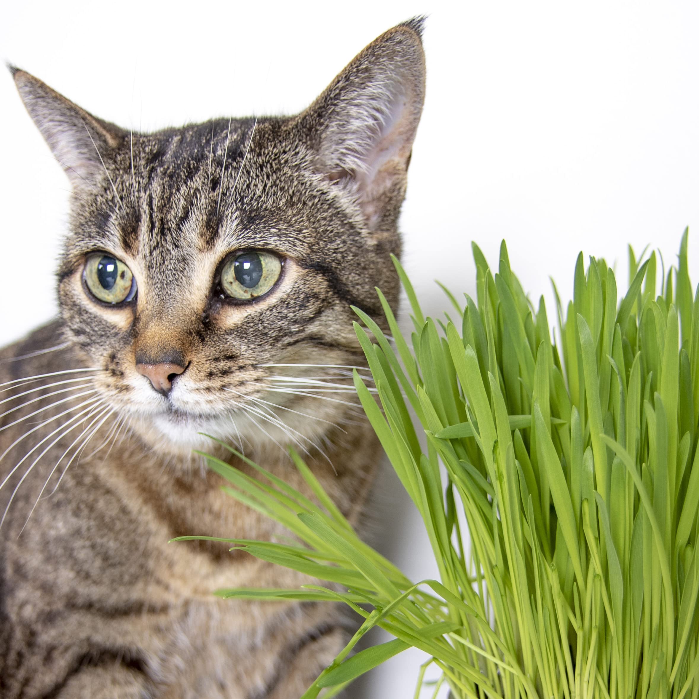 SmartyKat Sweet Greens Cat Grass Seed Grow Kit - 1 Ounce