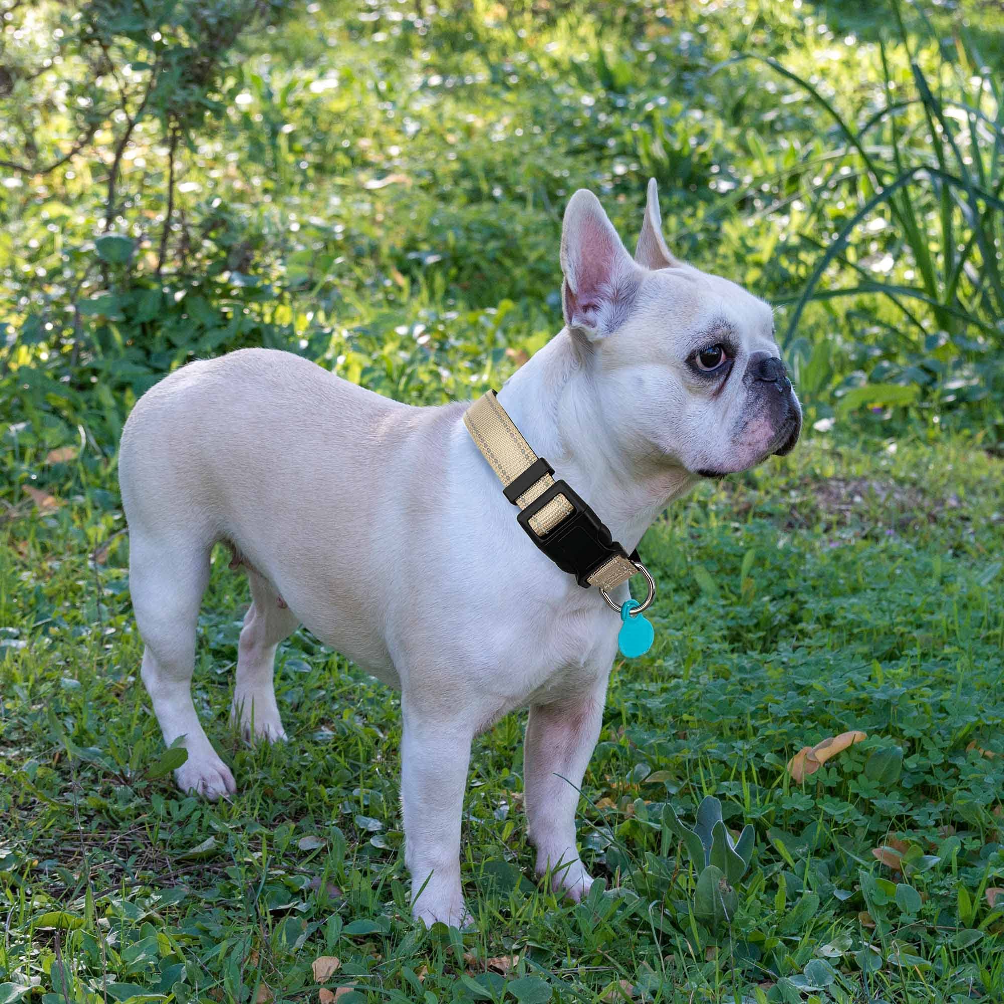 Ladoogo Reflective Dog Collar Padded With Soft Neoprene Breathable Adjustable Nylon Dog Collars For Small Medium Large Dogs (X-Small (Pack Of 1), Vanilla Collar+Leash)
