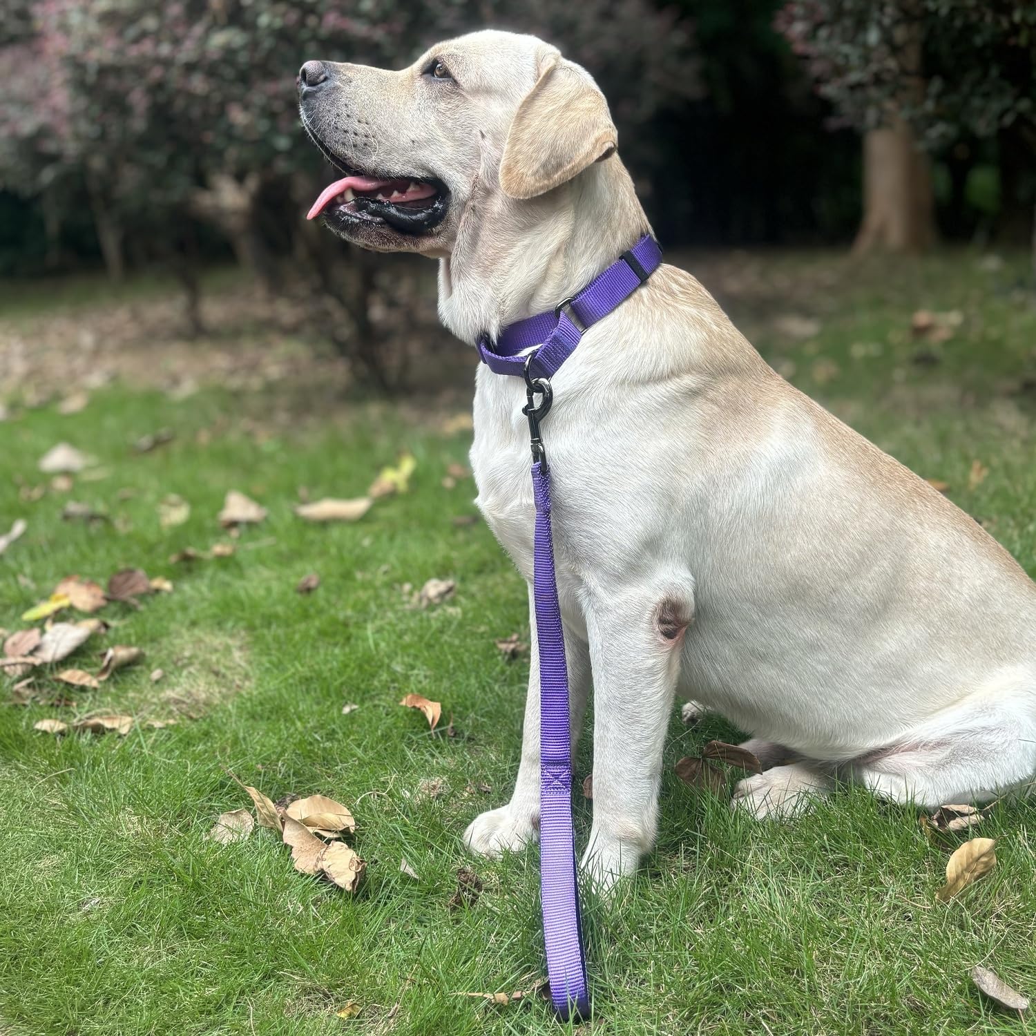 Cyclpet Premium 18 Inches Nylon Short Dog Leash With Heavy Duty Clasp And Comfortable Padded Handle For Large Medium Breed Dogs