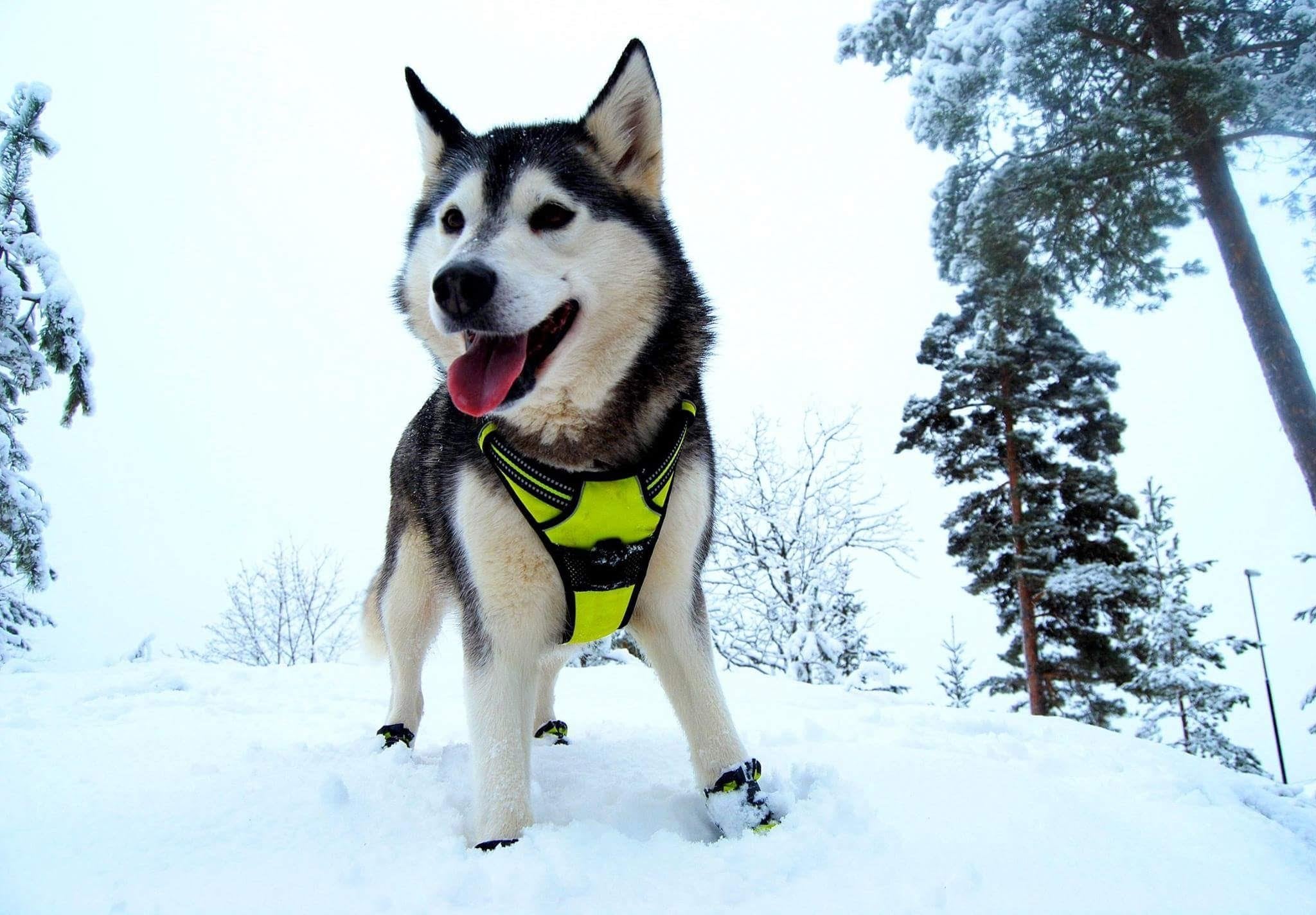 True Love Adjustable No-Pull Dog Harness Reflective Pup Vest Harnesses Comfortable Control Brilliant Colors Truelove Tlh5651(Neon Yellow,Xs)