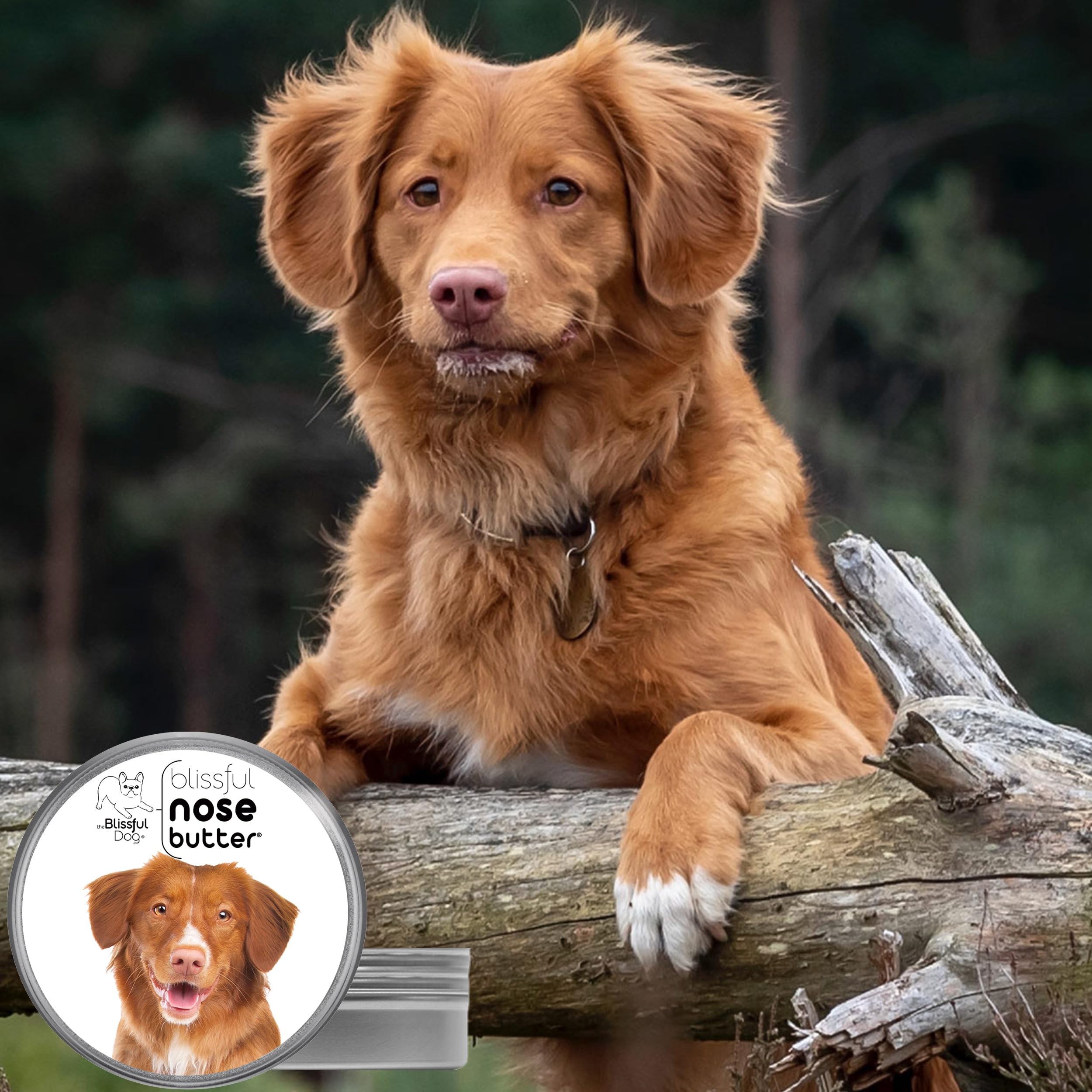 The Blissful Dog Nova Scotia Duck Tolling Retriever Unscented Nose Butter - Dog Nose Butter, 8 Ounce