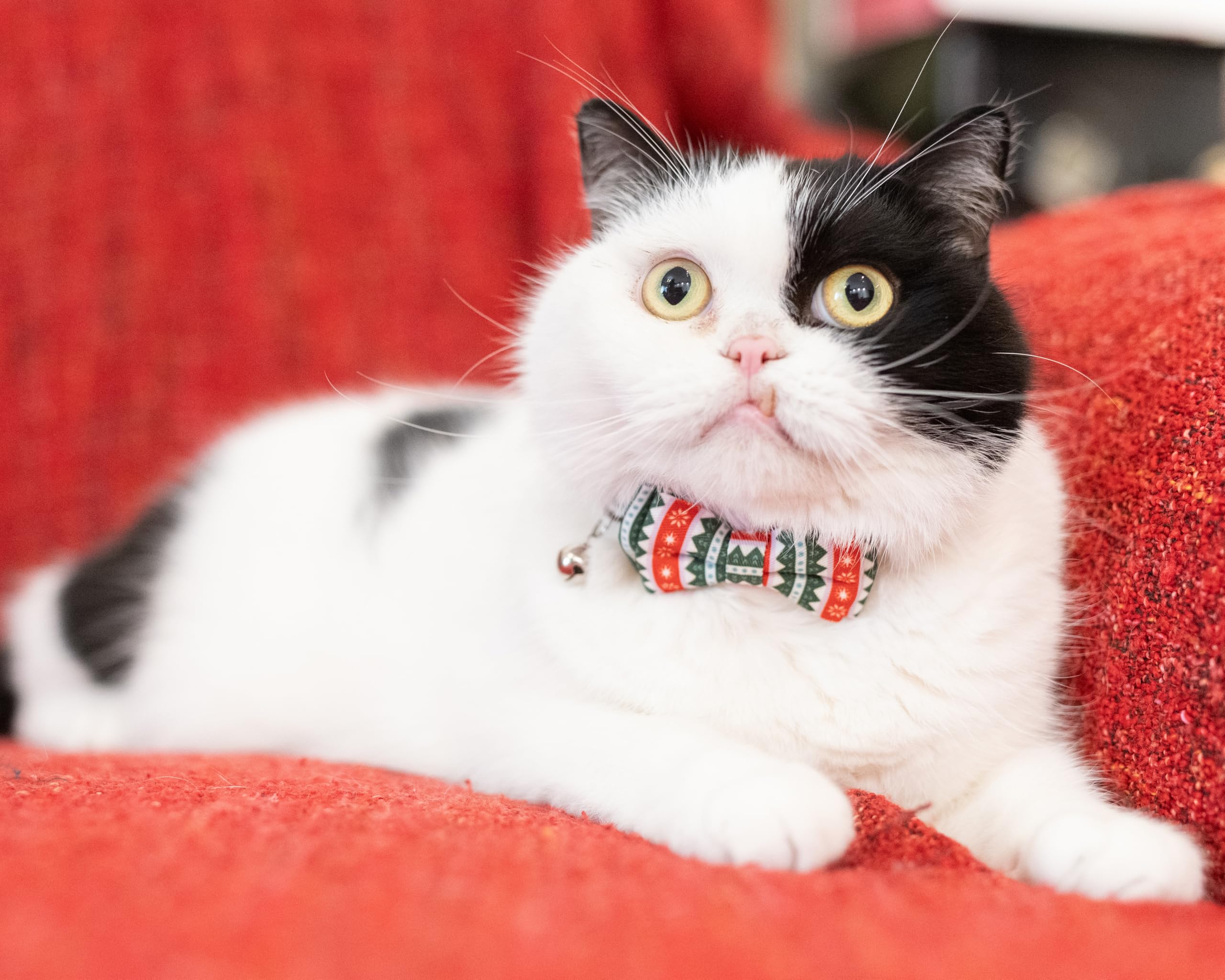 Gyapet Cat Collar Christmas With Bowtie Bell Safety Breakaway Kitten 7-11In Dot Colorful Adjustable Christmas-Tree