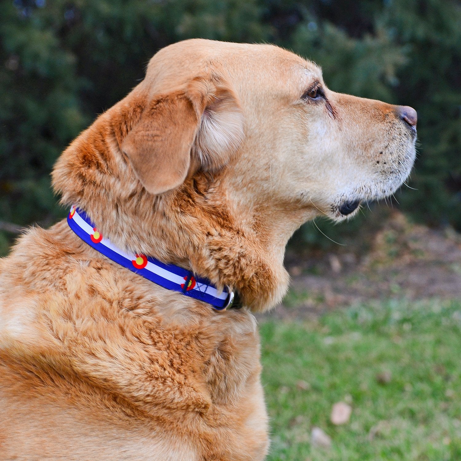 Native Pup Colorado State Flag Dog Collar (Colorado Blue, Medium)