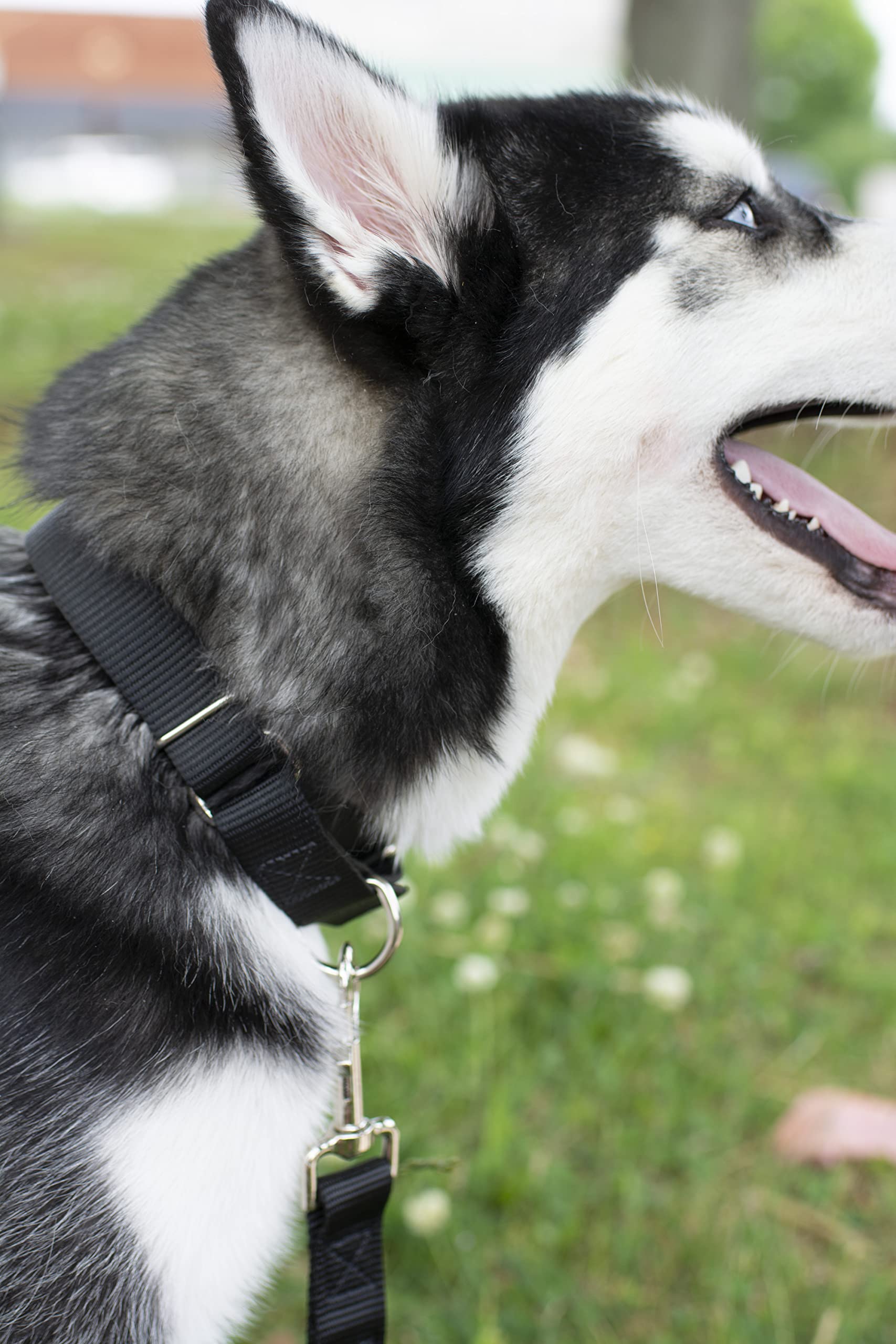 Country Brook Petz - 1 Inch Solid Color Nylon Dog Leash - Durable Clip - Soft Handle (1 Inch Wide, 6 Foot, Black)