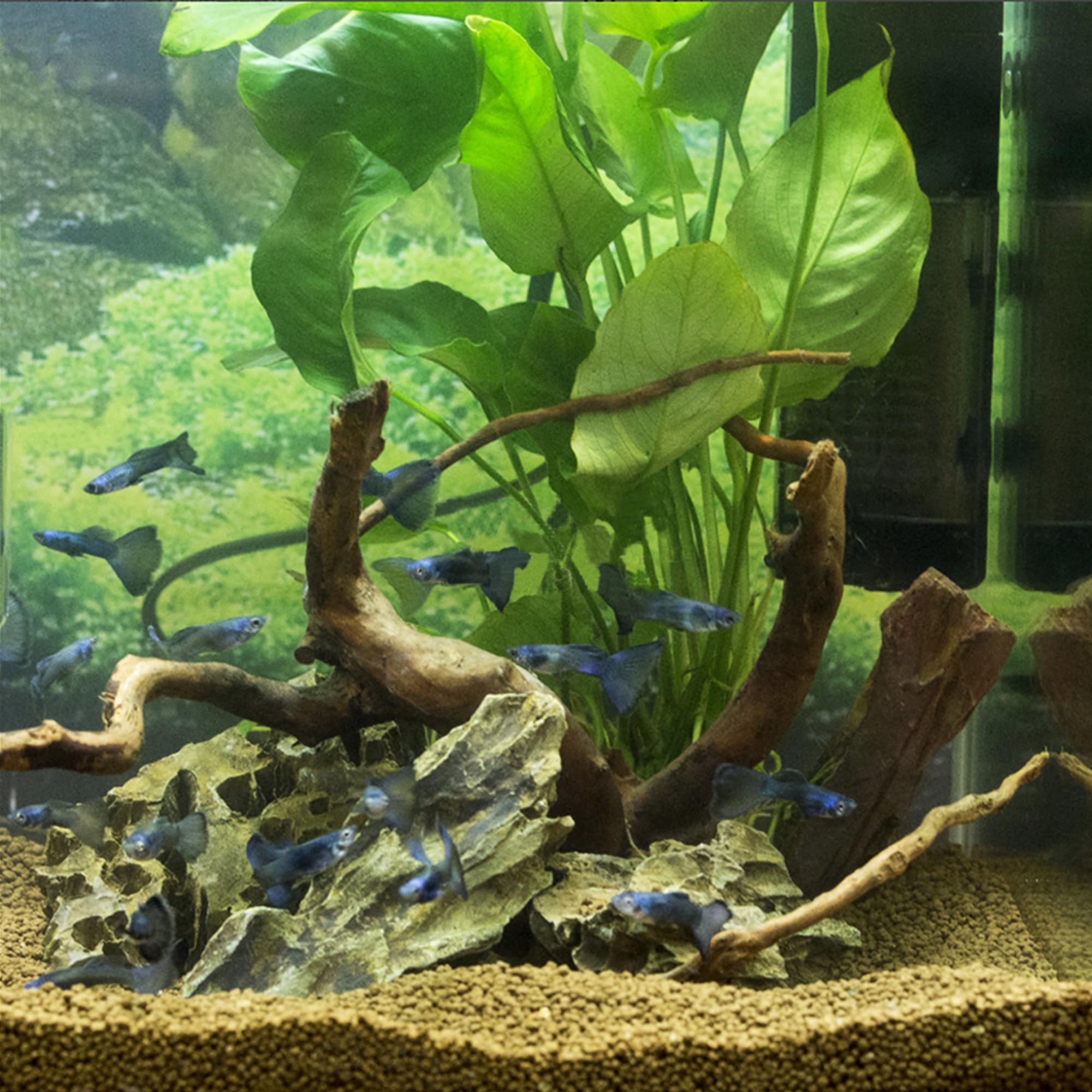 majoywoo Natural Small Driftwood for Aquarium Decor Fish Tank Decorations, Assorted Spider Wood Branch 2-4.5 10 Pcs, Reptile Dec