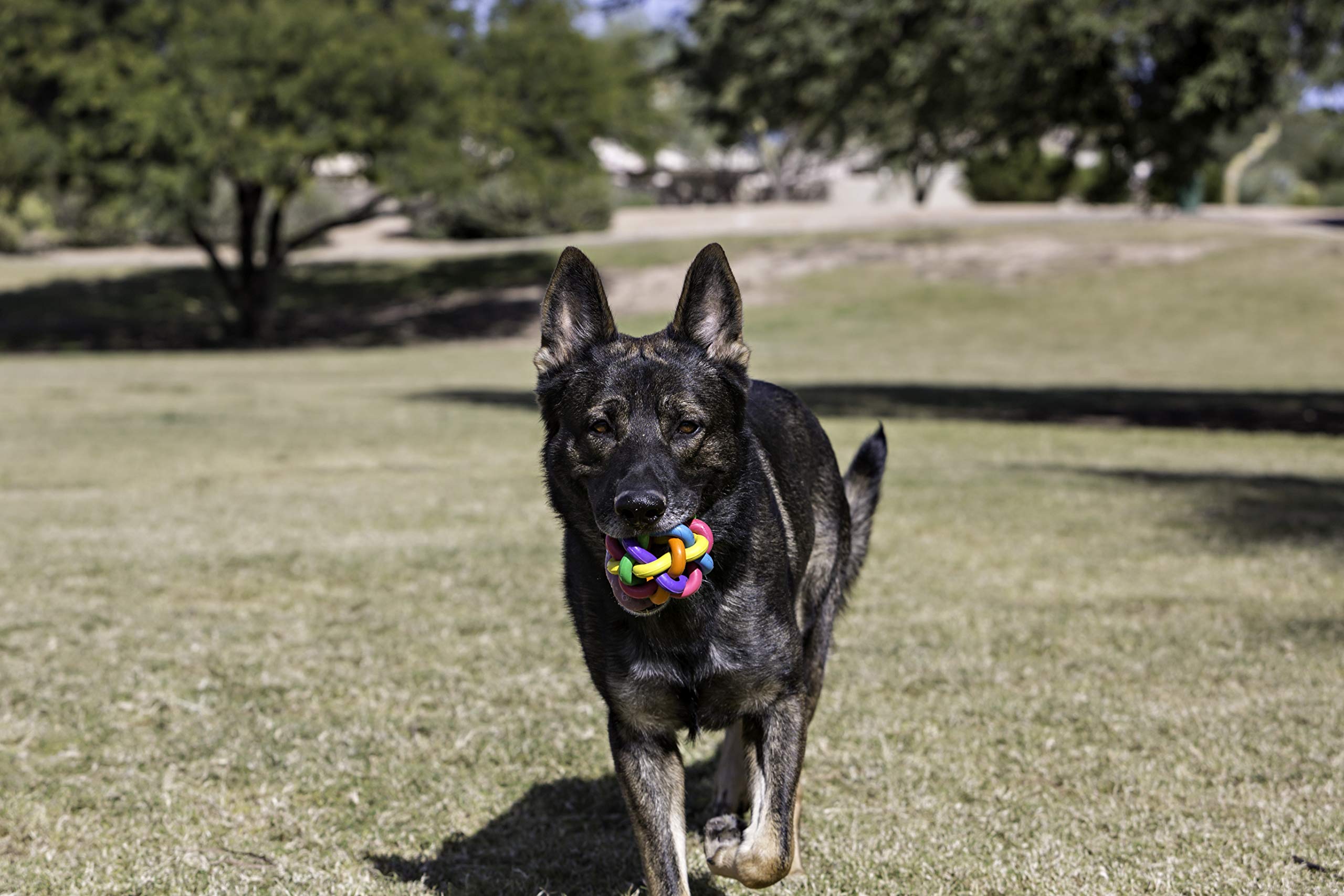 Multi Pet Nobbly Wobbly Dog Rubber Ball-Medium, For Small Breeds