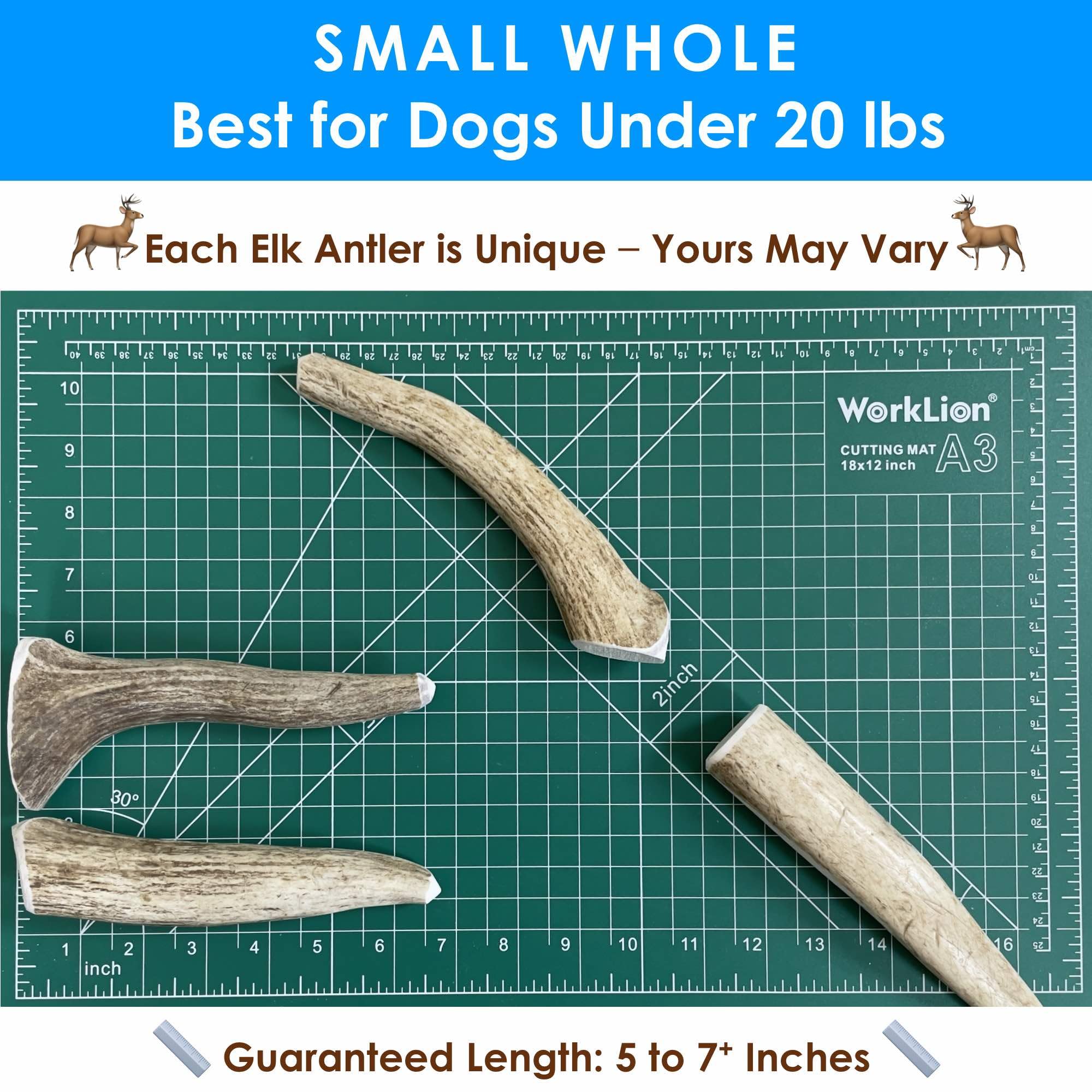 Deluxe Naturals 6-Pack Small Whole Elk Antler Dog Chews (5 to 7+ in) - Long Lasting Natural Dog Chew Bones for Small Dogs Under
