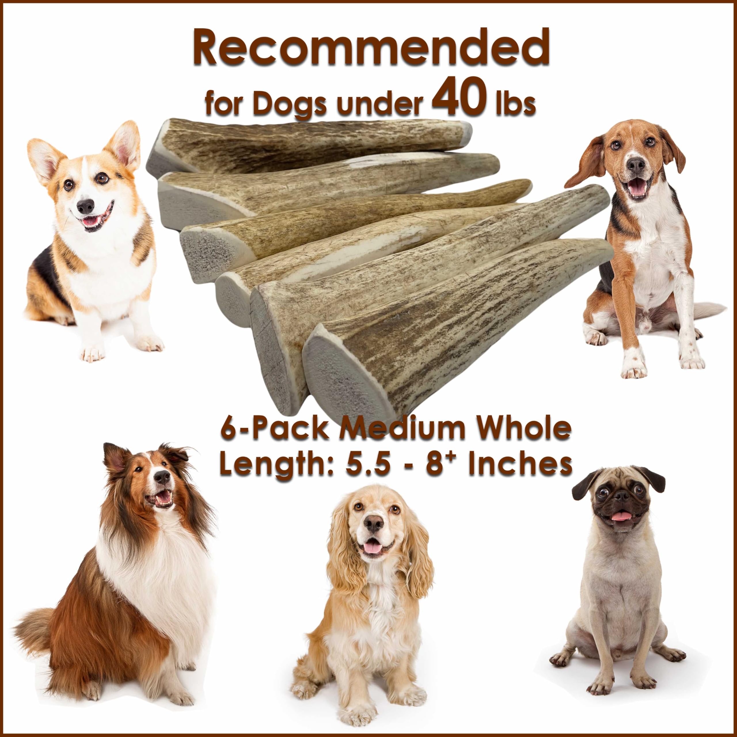 Deluxe Naturals 6-Pack Medium Whole Elk Antler Dog Chews (5.5 to 8+ in) - Long Lasting Natural Dog Bones for Small & Medium Dogs