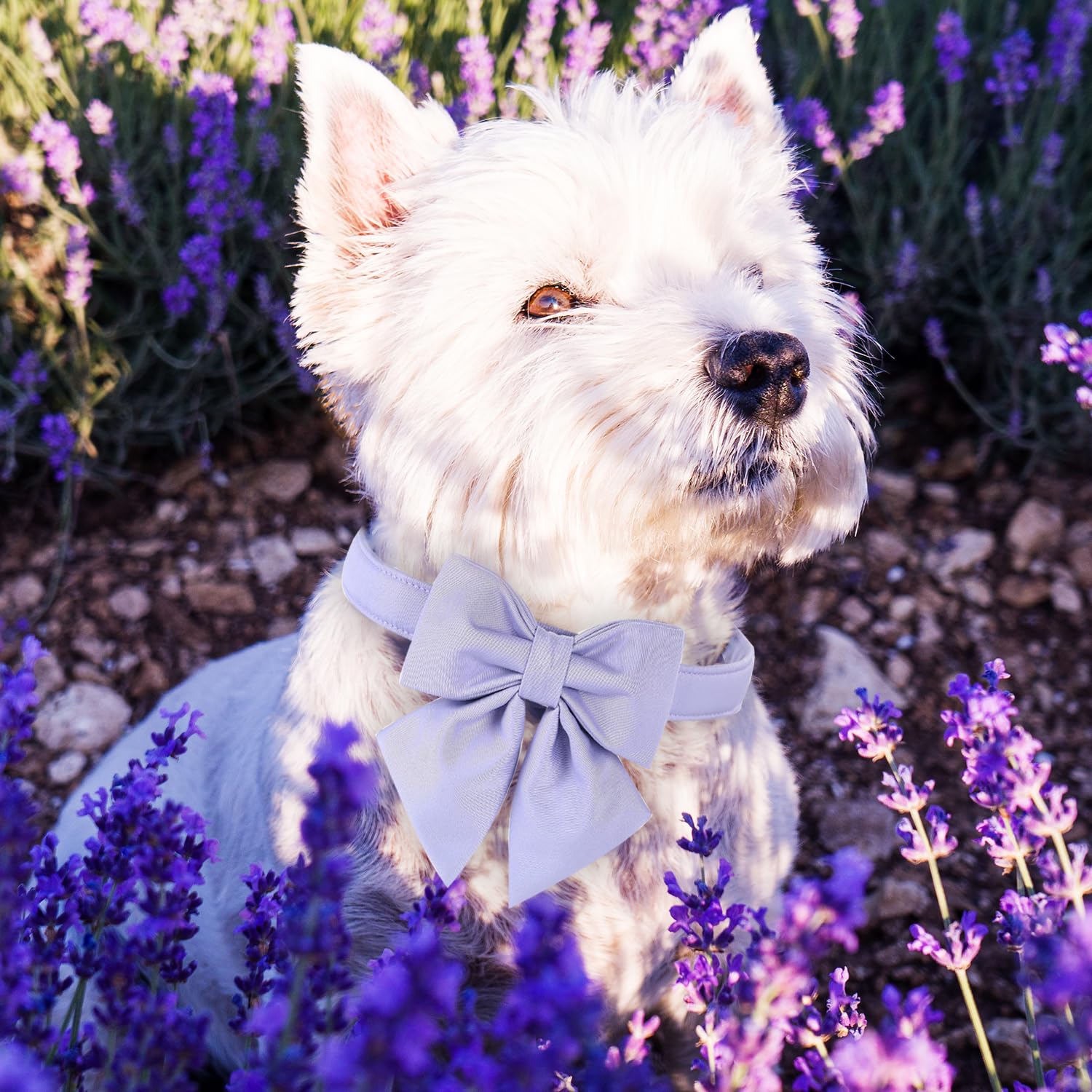 Maca Bates Dog Collar With Bow Bowtie For Dogs Solid Colors Sailor Bow Tie Adjustable Breakaway Violet Collars Accessories Birth