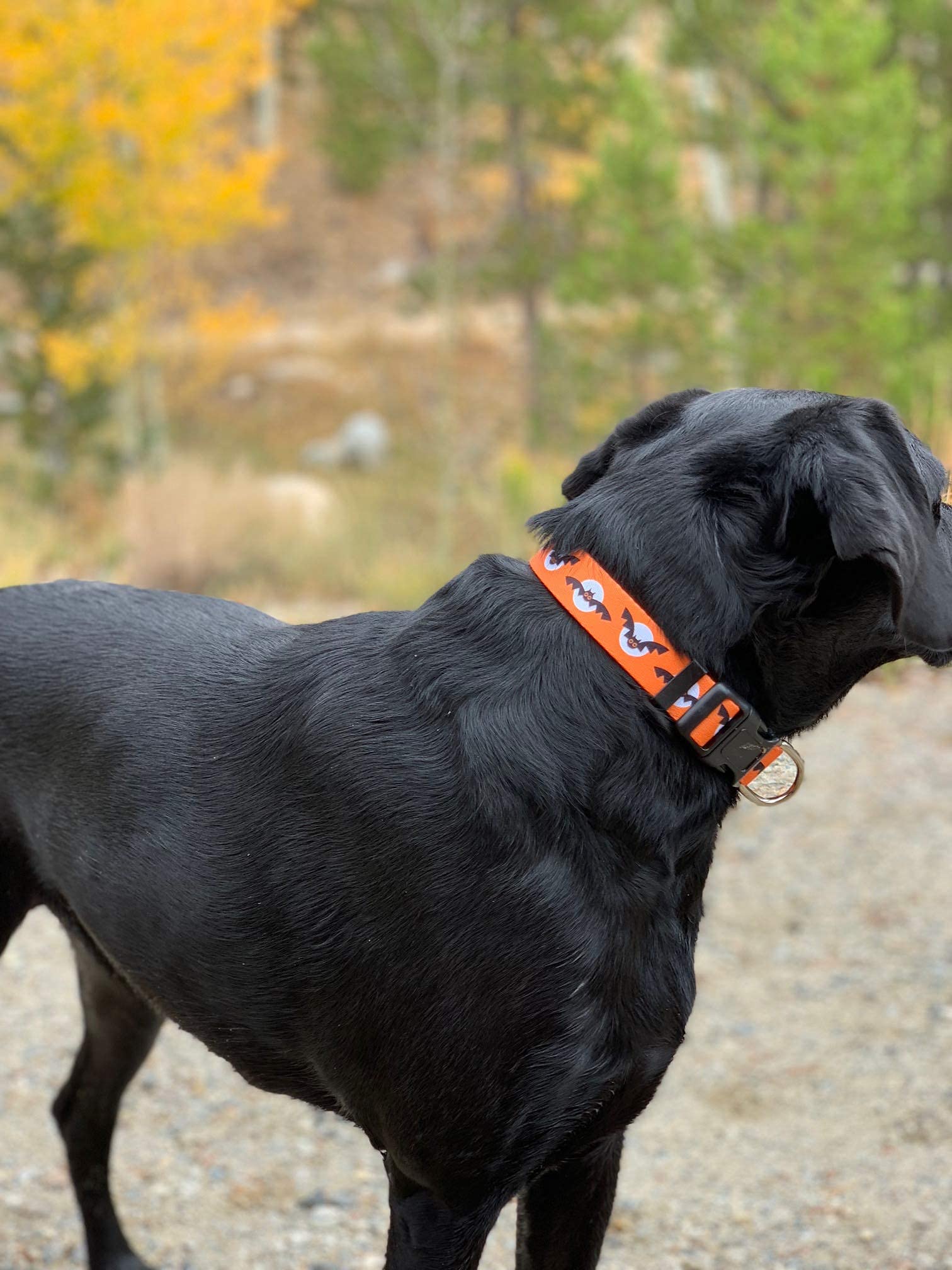 Native Pup Halloween Dog Collar (Large, Bats And Moon)