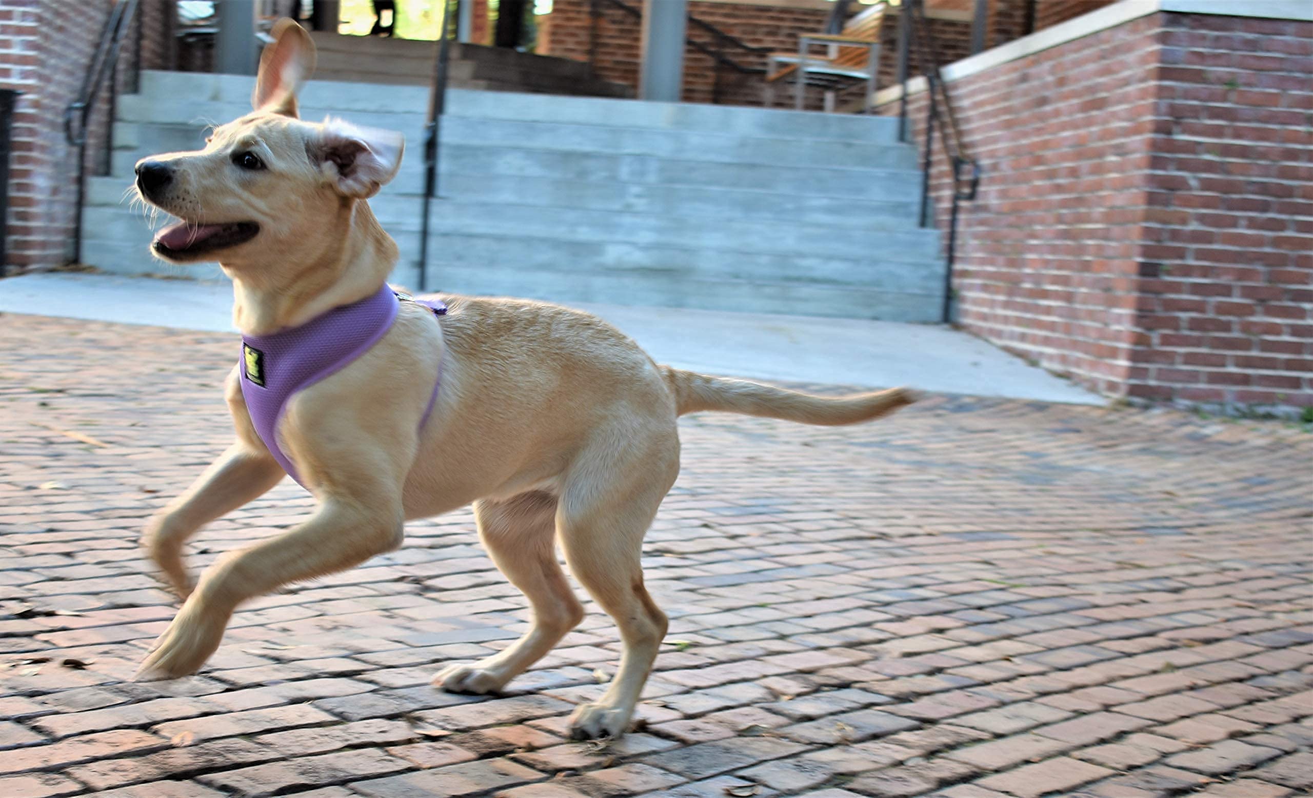 EcoBark Eco-Friendly Dog Harness - Soft Mesh, No Pull, Over the Head, X-Large, Lavender Purple, Model XLLAVMC100