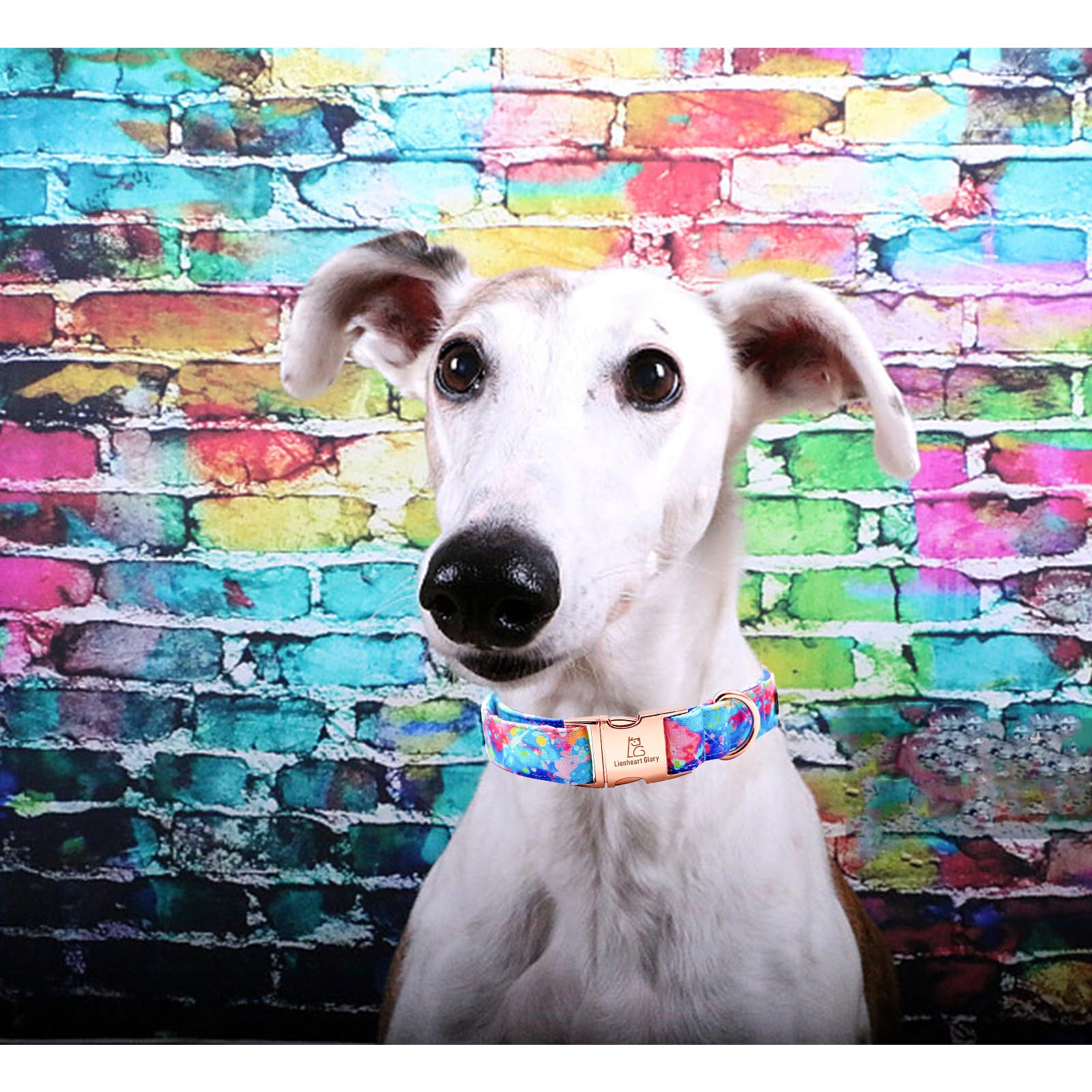 Lionheart Glory Dog Collar Colorful Dog Collar Premium Collar Dogs Cute Pet Collar Gift For Small Medium Large Dog