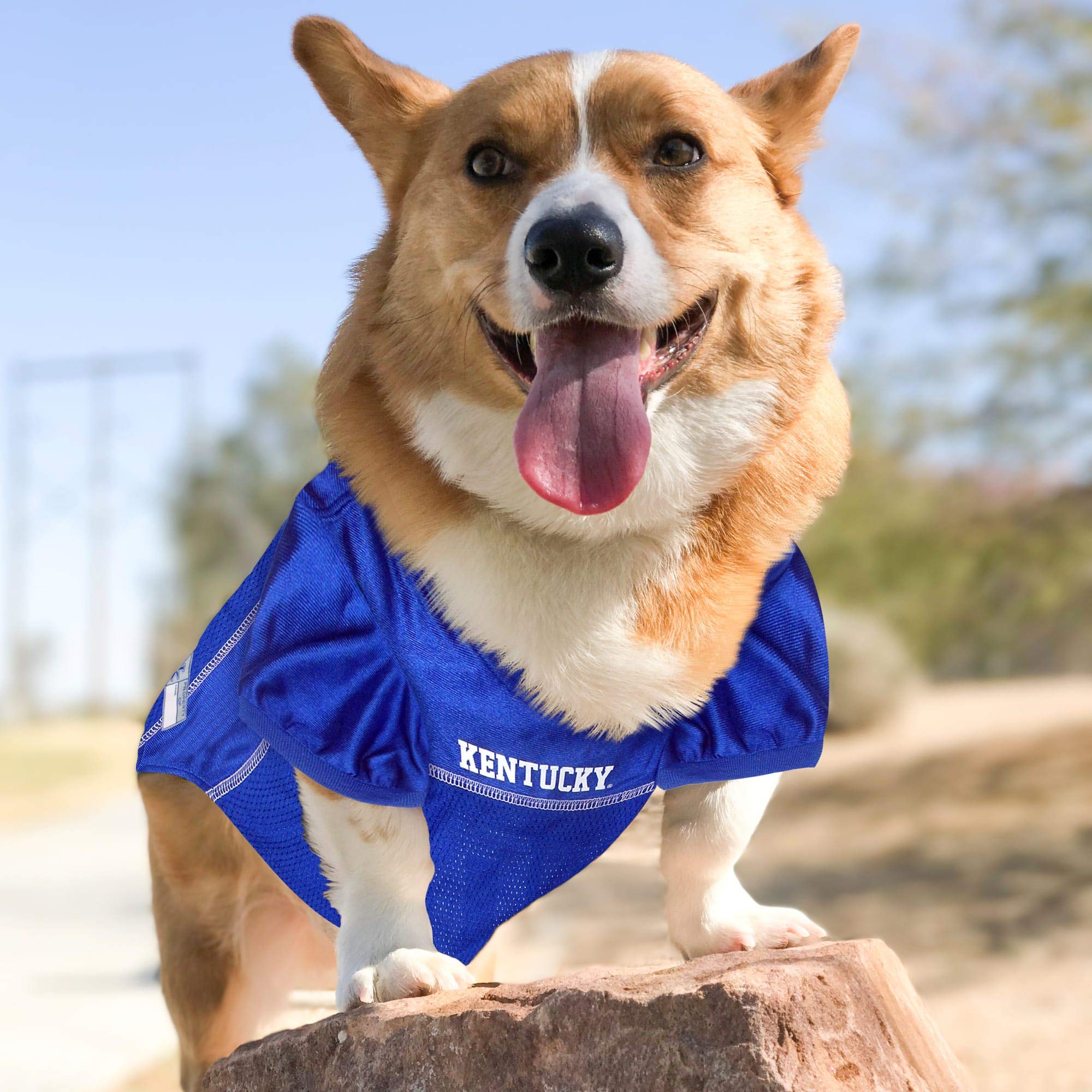 Pets First NCAA College University of Kentucky Wildcats Mesh Jersey for DOGS & CATS, Size Large, Licensed Dog Jersey with your F
