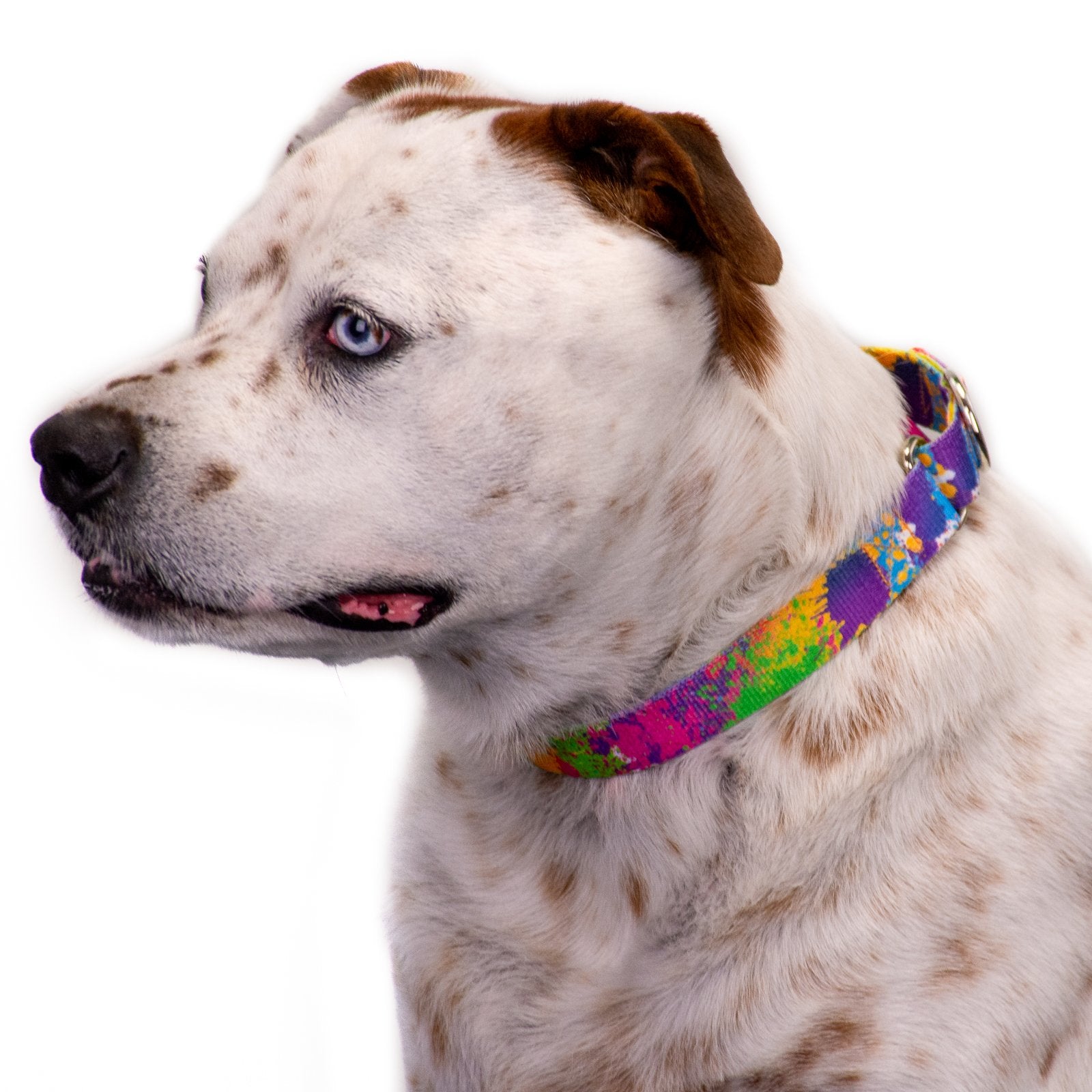 Country Brook Petz - Paint Splatter Martingale Dog Collar - Groovy Collection Featuring Far Out Designs (1 Inch, Extra Large)