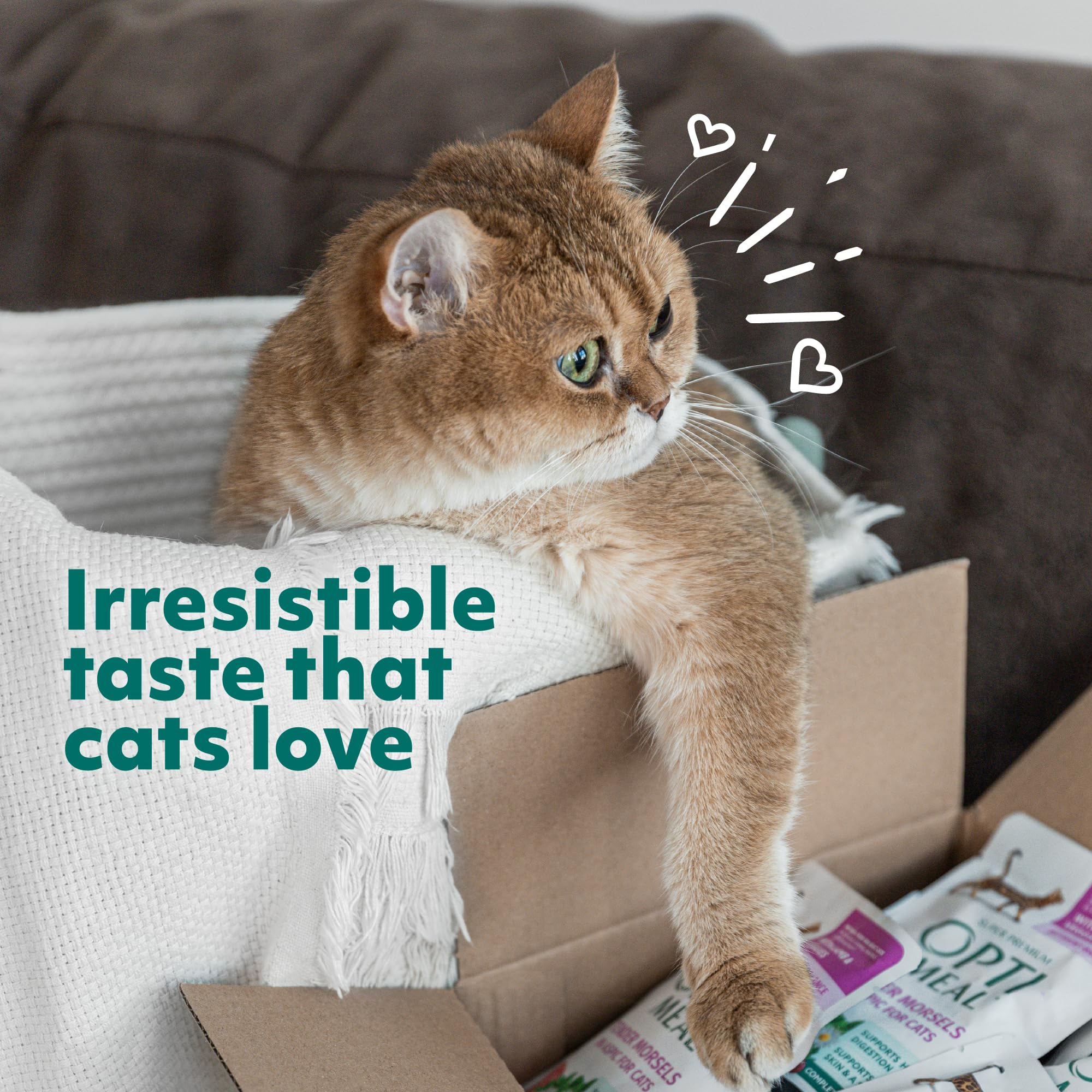 Optimeal Grain-Free Wet Cat Food Pouches - Shrimp & Salmon in Savory Gravy, High Protein & Moisture-Rich Tender Morsels, Indoor