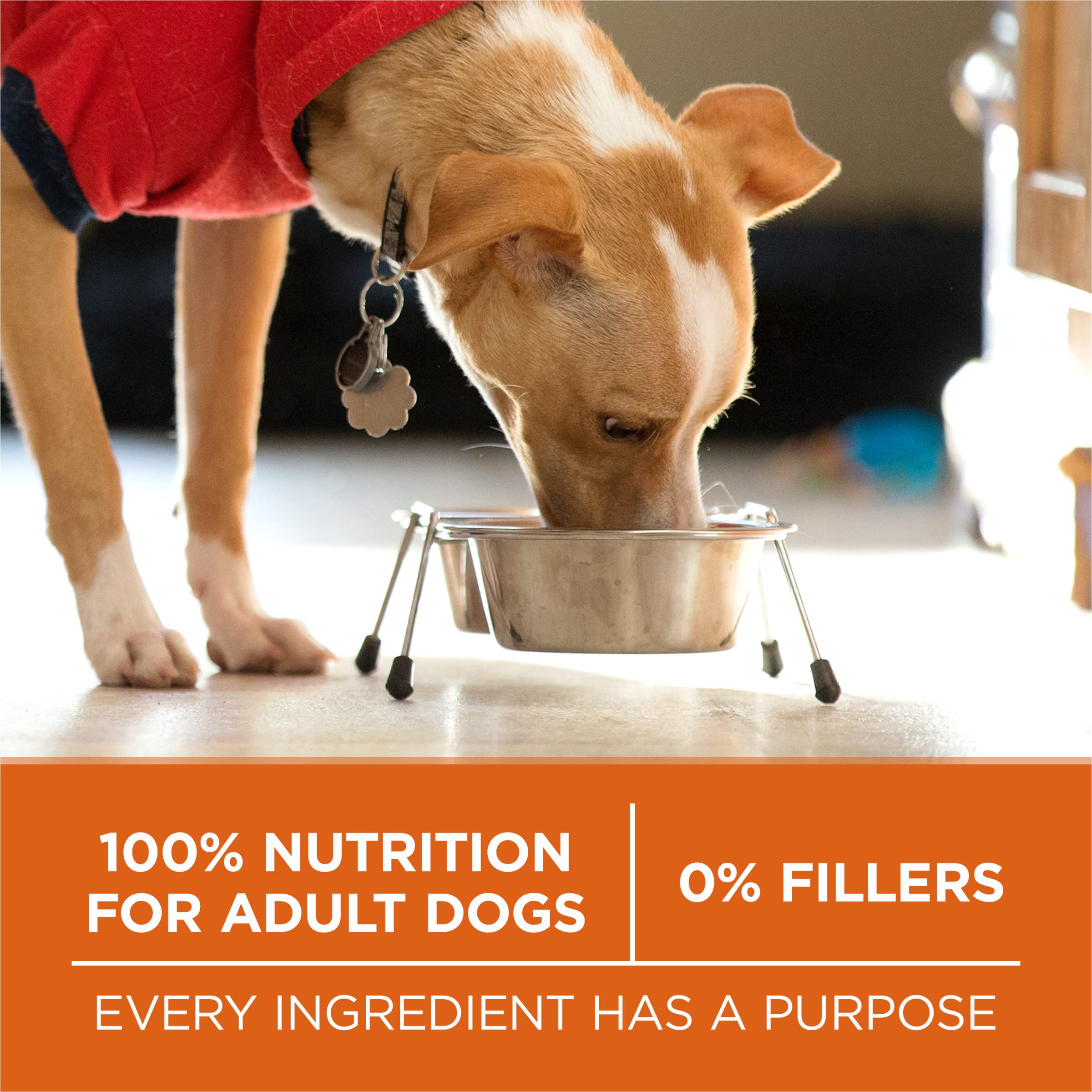 Purina ONE Plus Healthy Weight High-Protein Dog Food Dry Formula - 40 lb. Bag