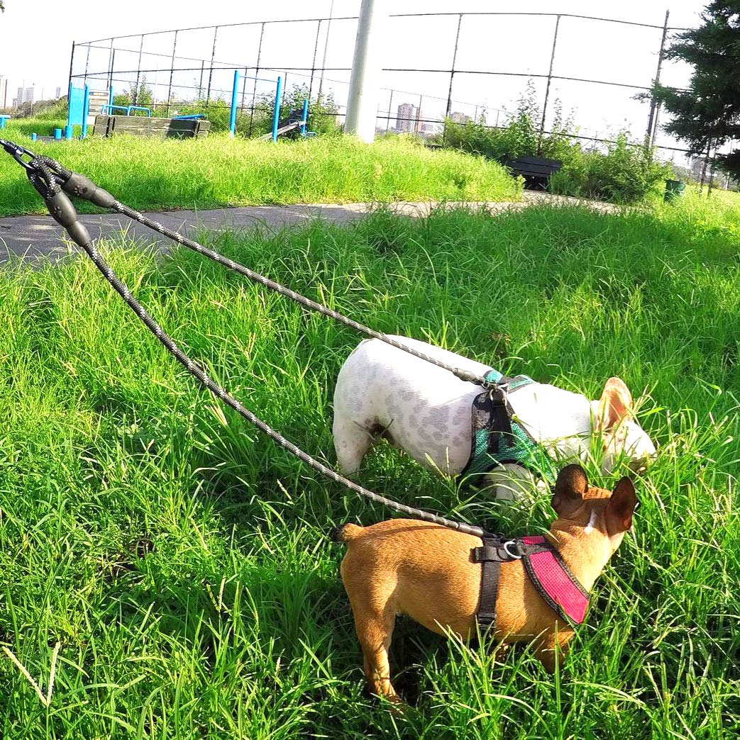 Taglory Double Dog Leash | Reflective Rope | No Tangle | Double Leash For Two Dogs | Puppy Small Medium Breeds | Purple