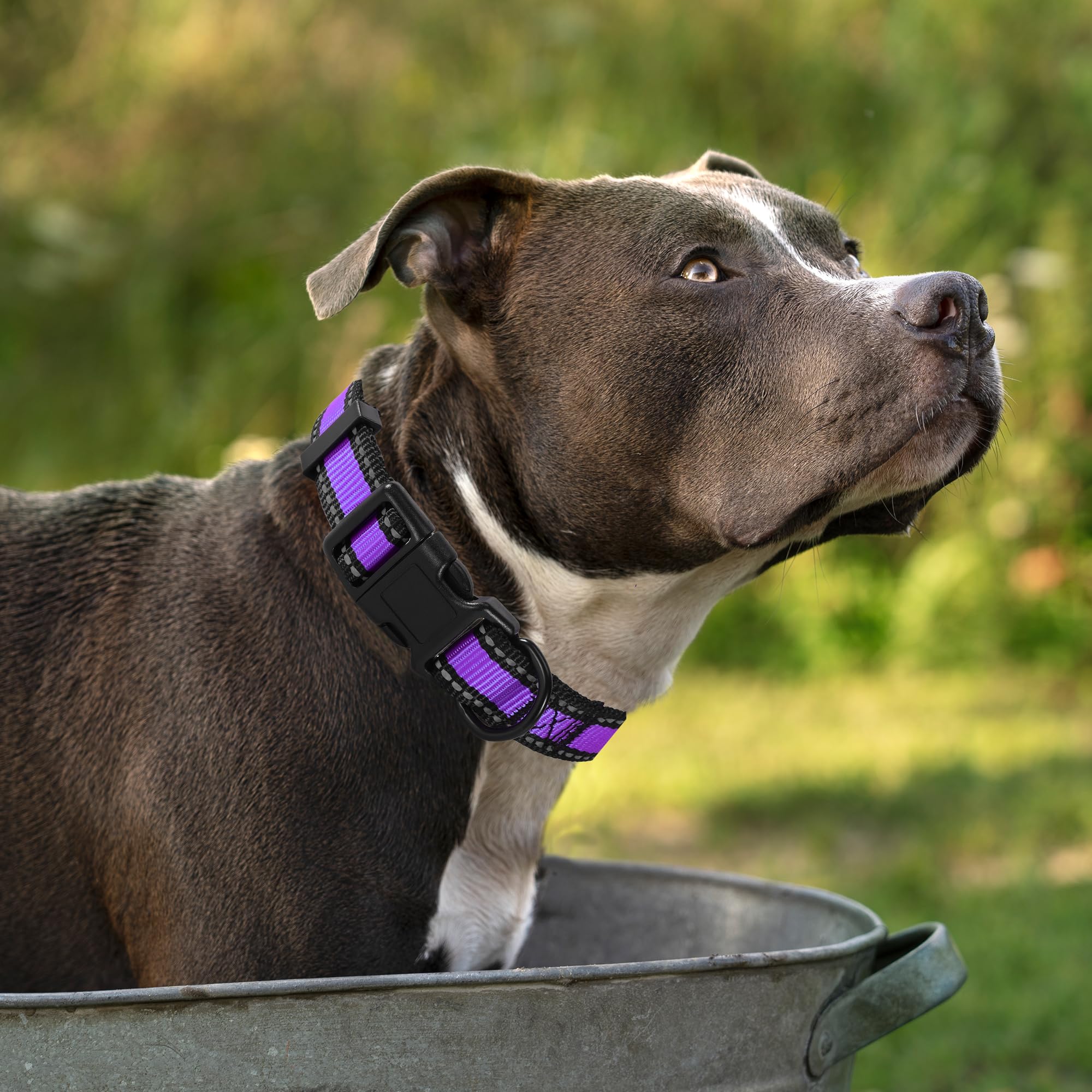 Mile High Life Dog Collar | Nylon Reflective Dog Collars | Light Weight Puppy Collars | Purple Dog Collars For Small Dogs (Purpl